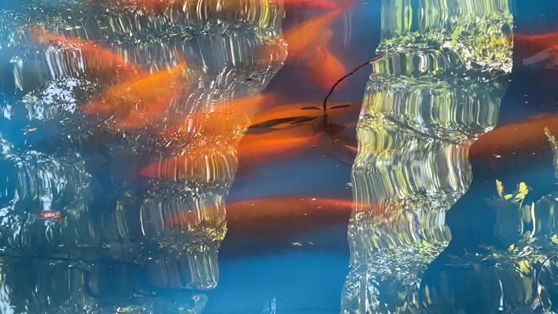 Реутов, карпы, рыбы, пруд, парк, переезд,