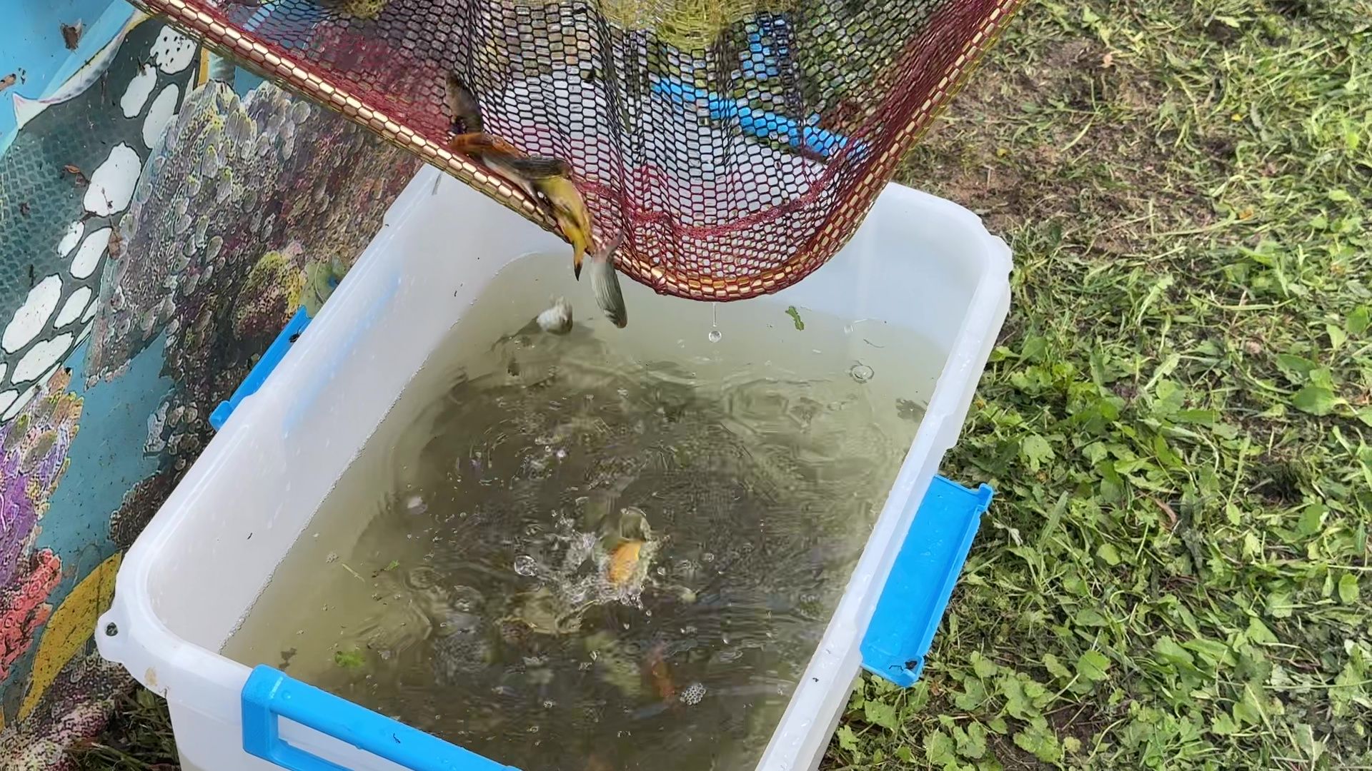 Реутов, карпы, рыбы, пруд, парк, переезд,