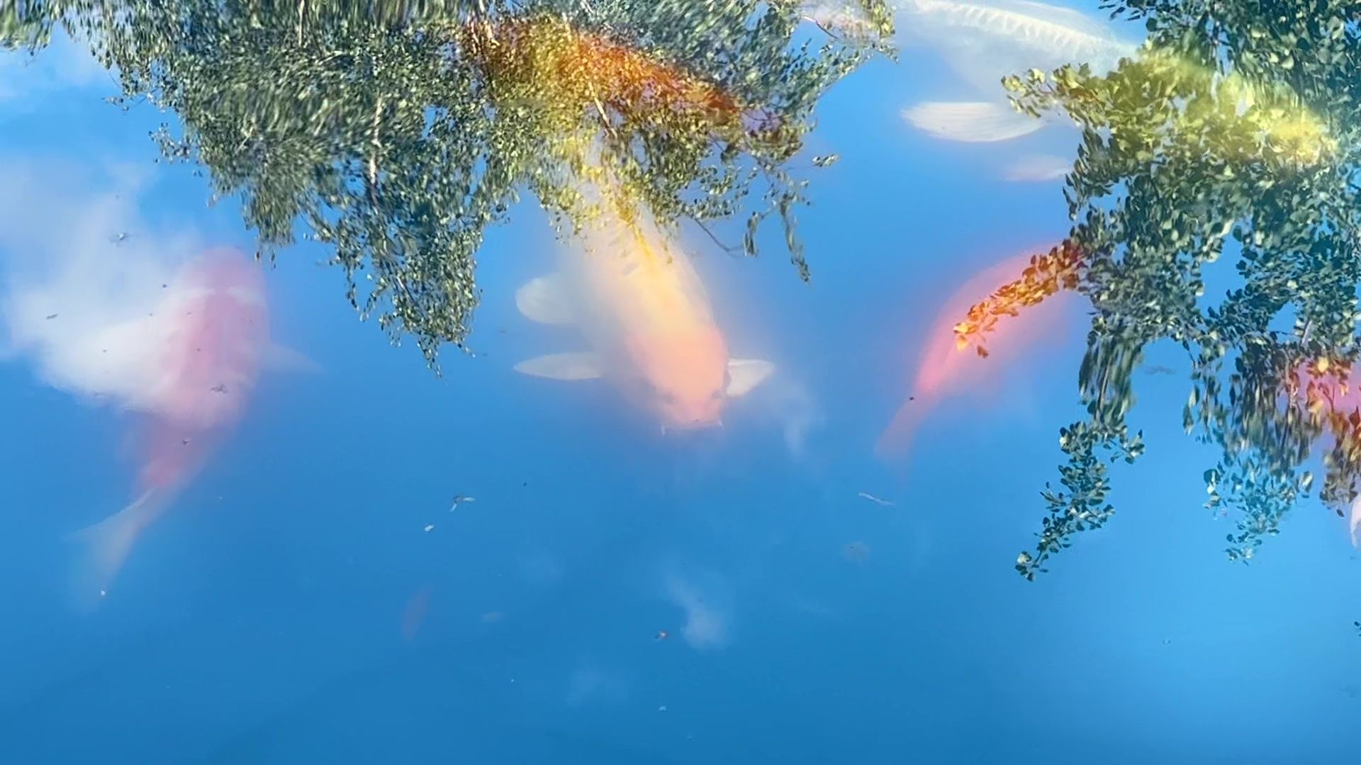 Реутов, карпы, рыбы, пруд, парк, переезд,