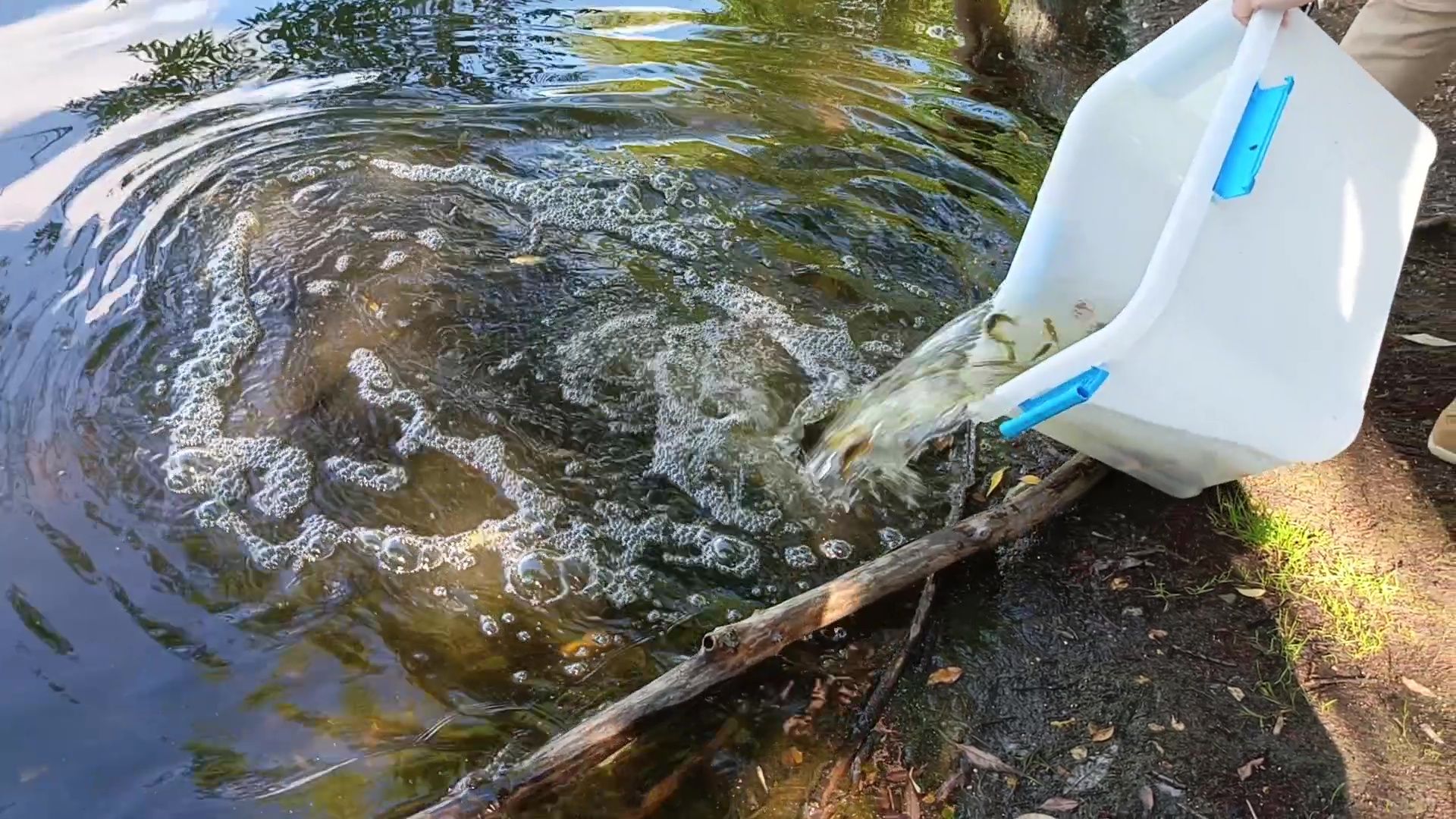 Реутов, карпы, рыбы, пруд, парк, переезд,