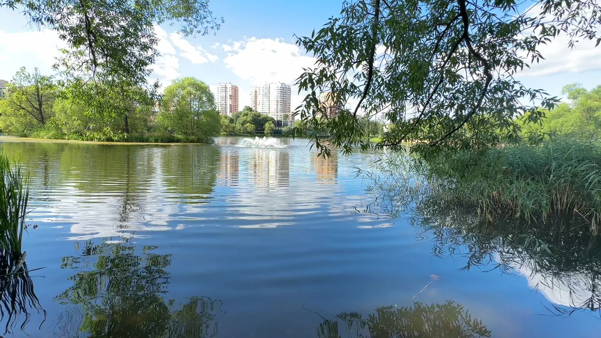 Реутов, карпы, рыбы, пруд, парк, переезд,