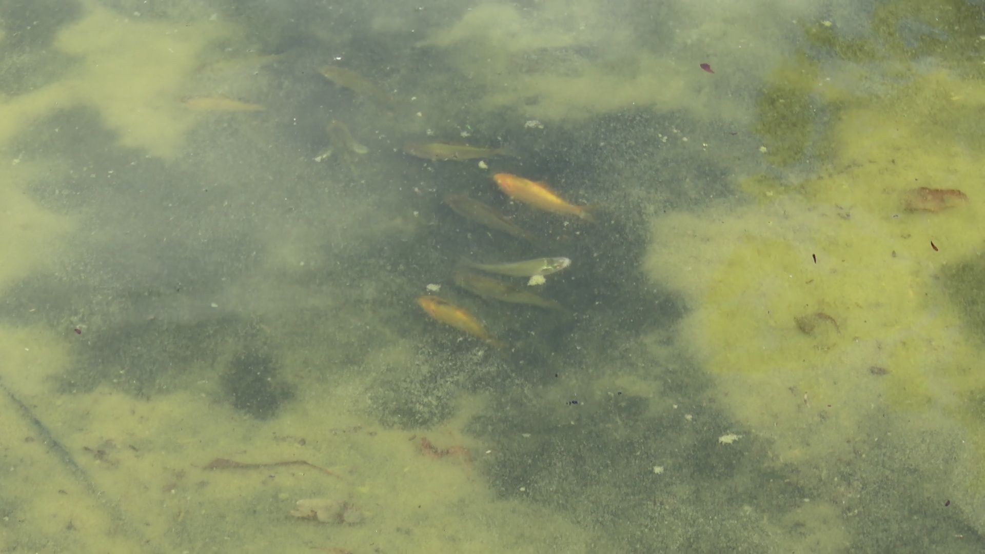 Реутов, карпы, рыбы, пруд, парк, переезд,