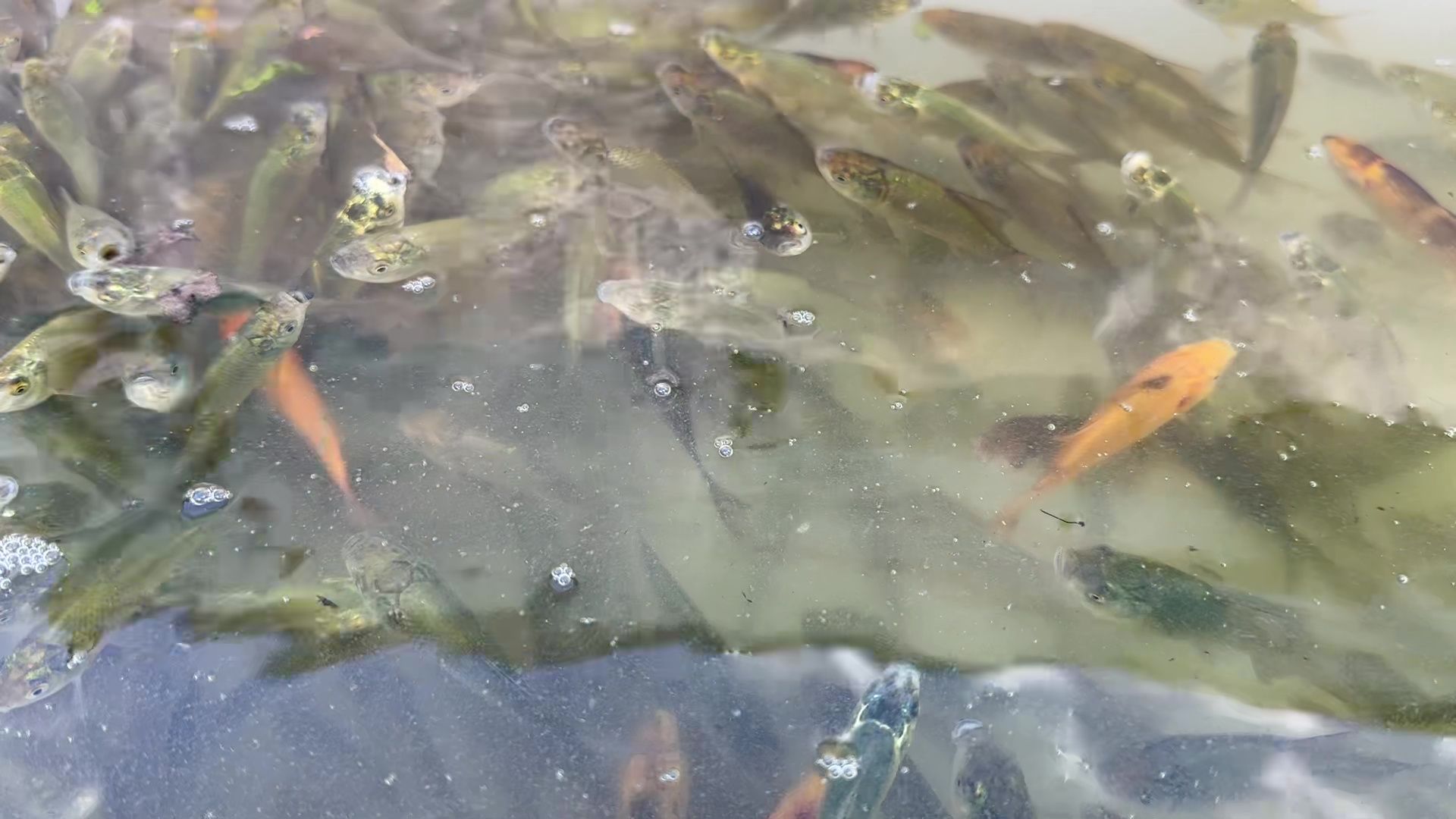 Реутов, карпы, рыбы, пруд, парк, переезд,