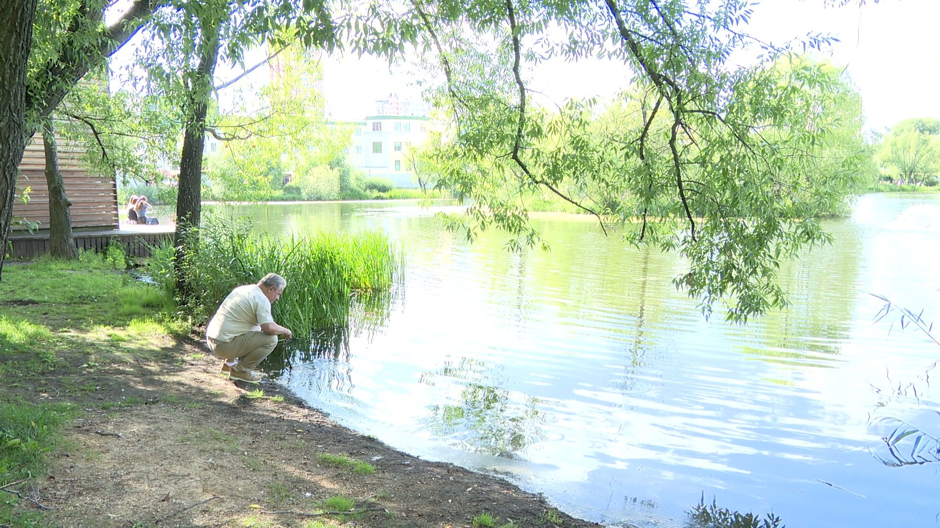 Реутов, карпы, рыбы, пруд, парк, переезд,