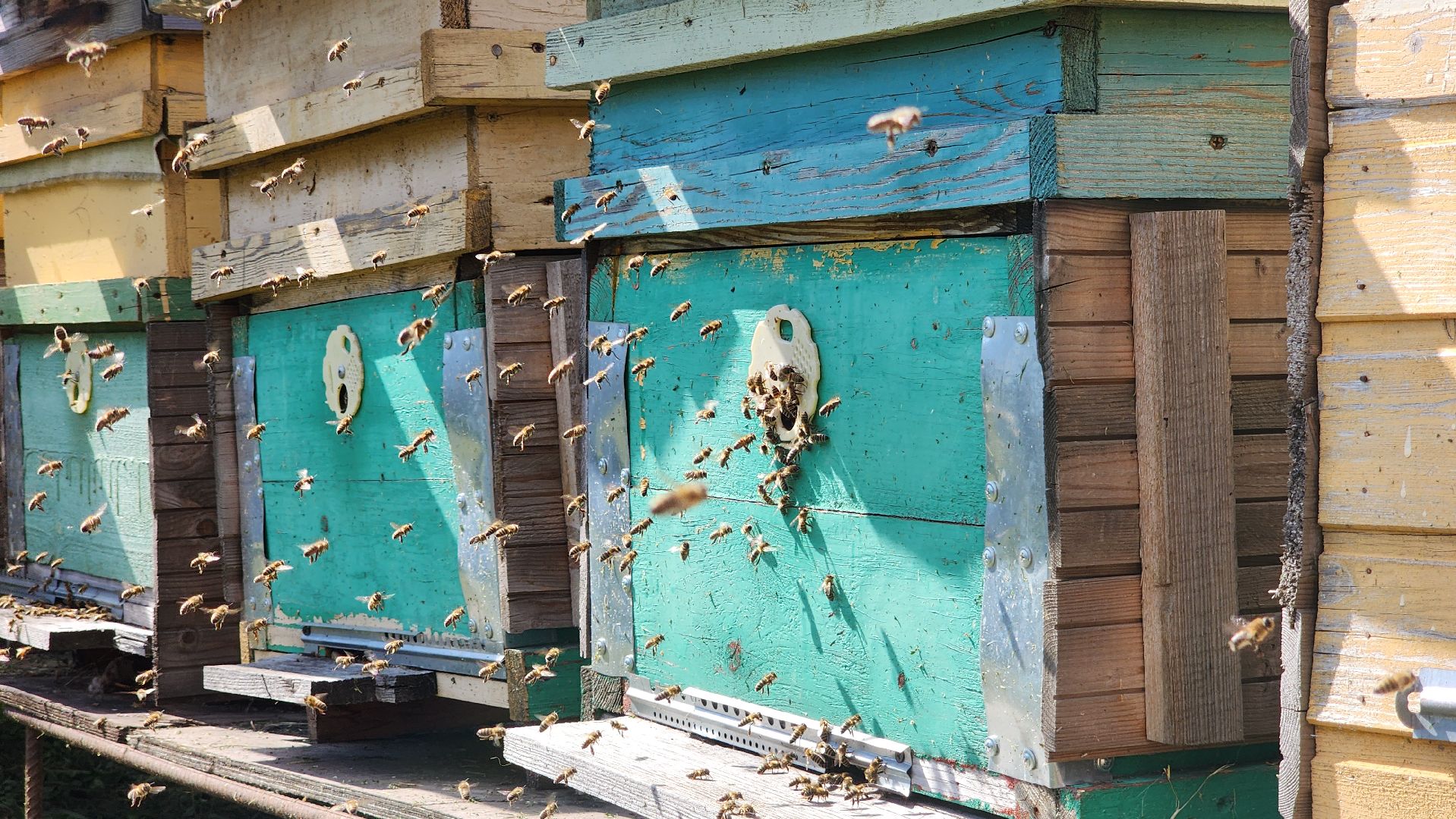 хобби, пасека, ступино,