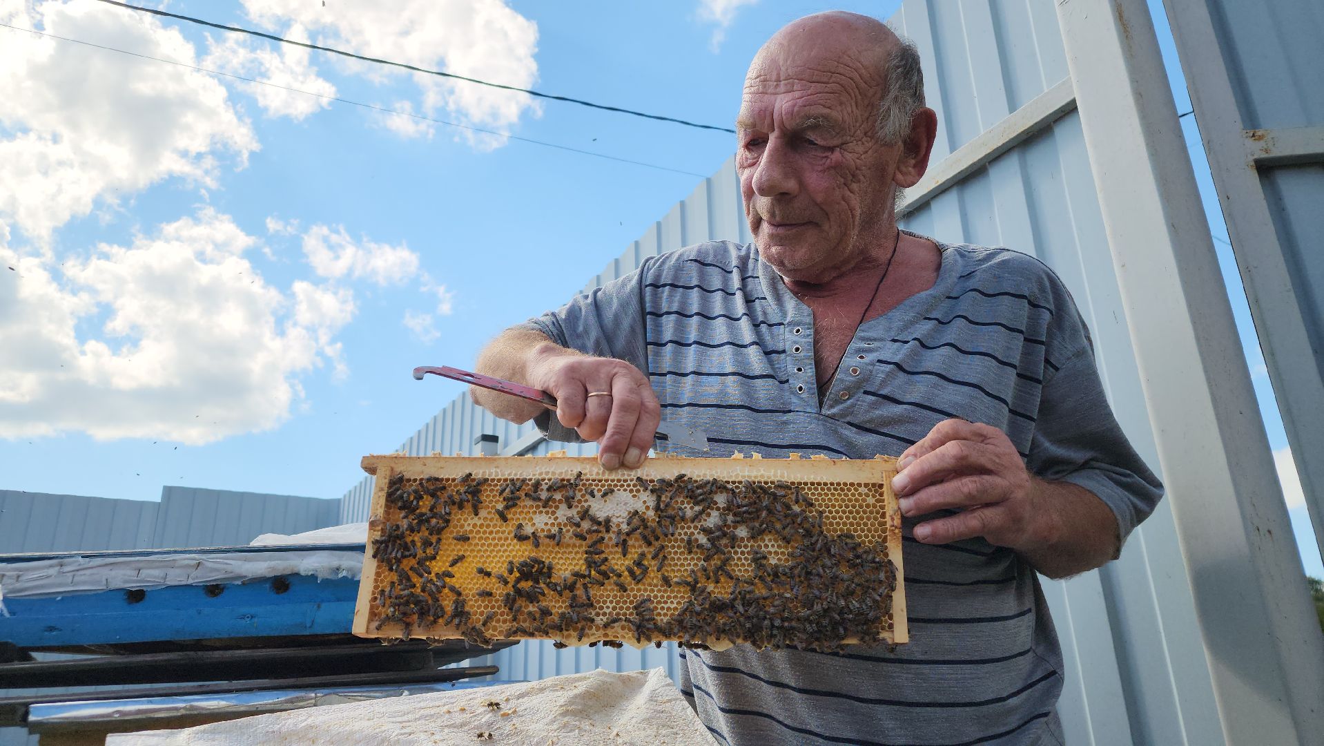 хобби, пасека, ступино,