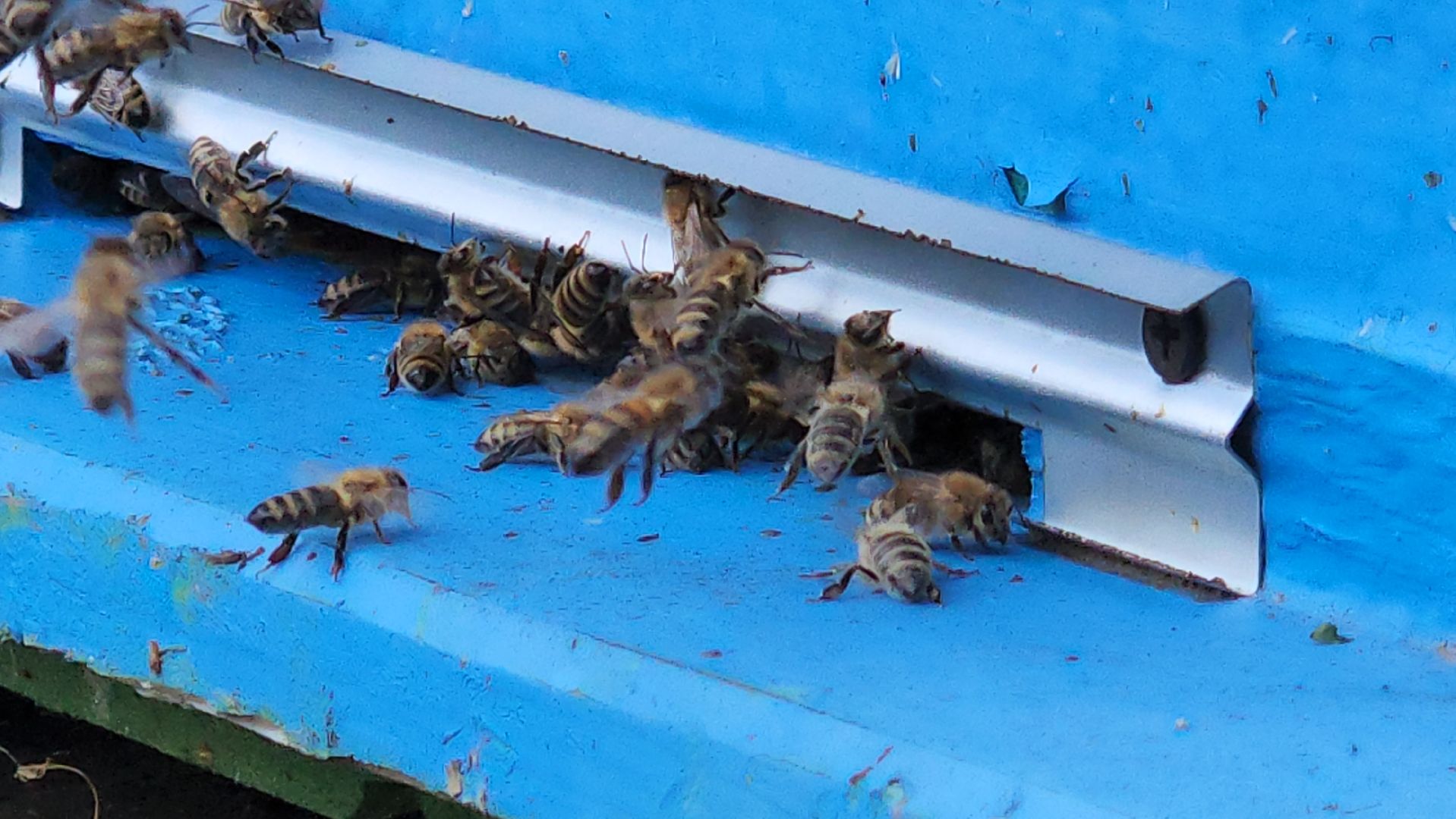 хобби, пасека, ступино,