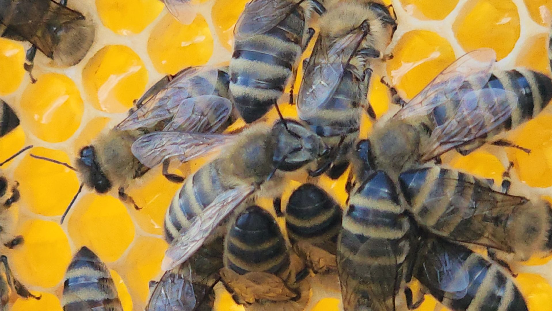 хобби, пасека, ступино,