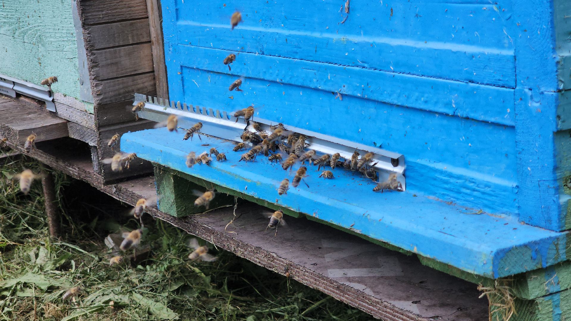 хобби, пасека, ступино,