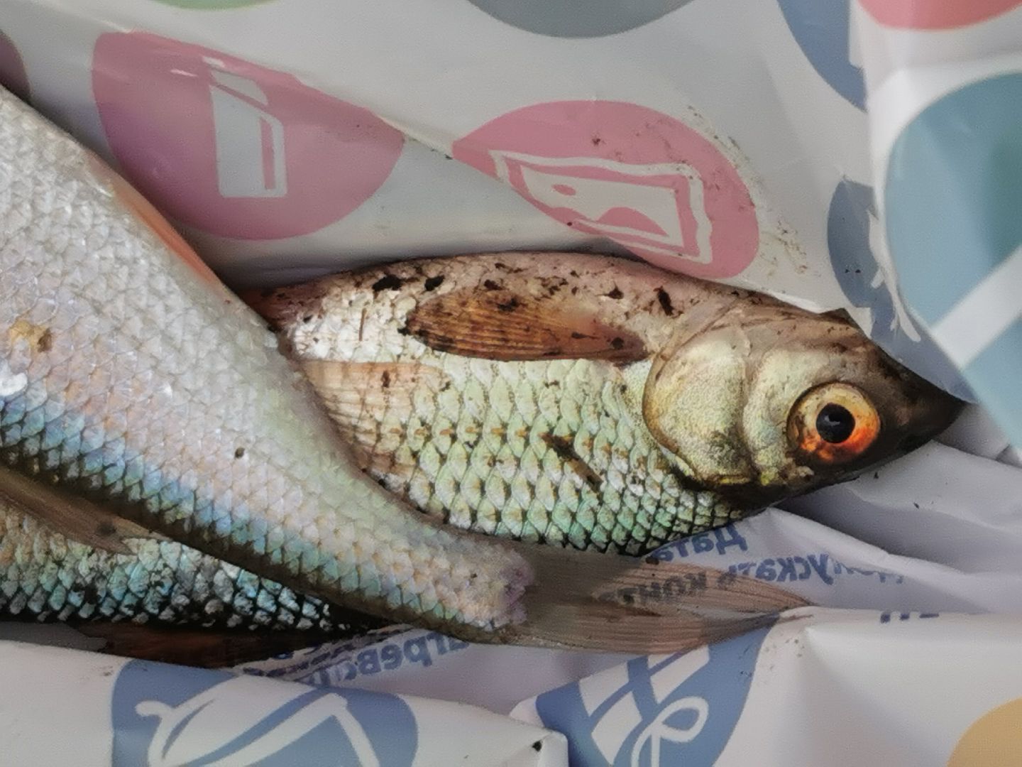 Подольск, рыбалка