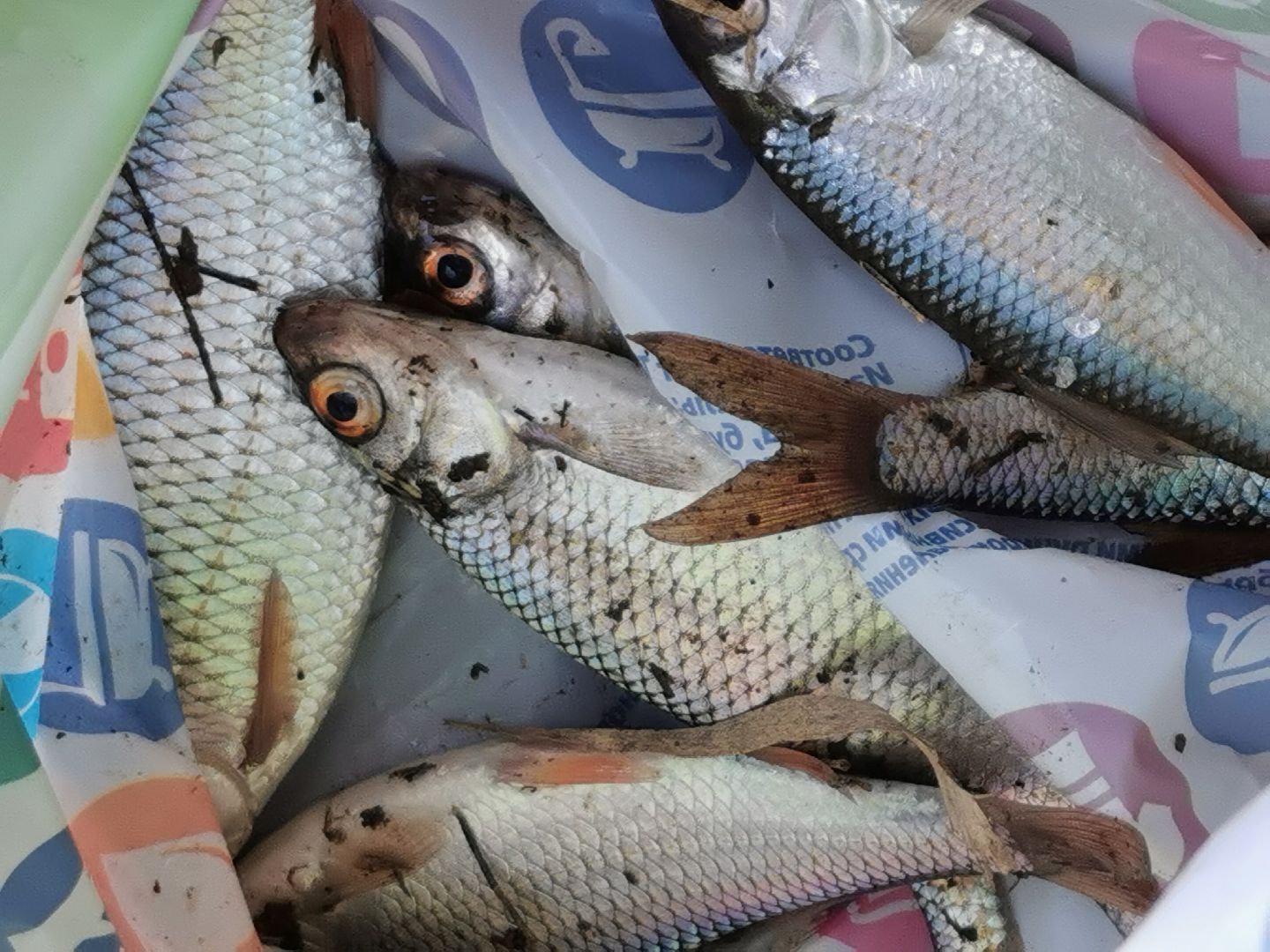 Подольск, рыбалка