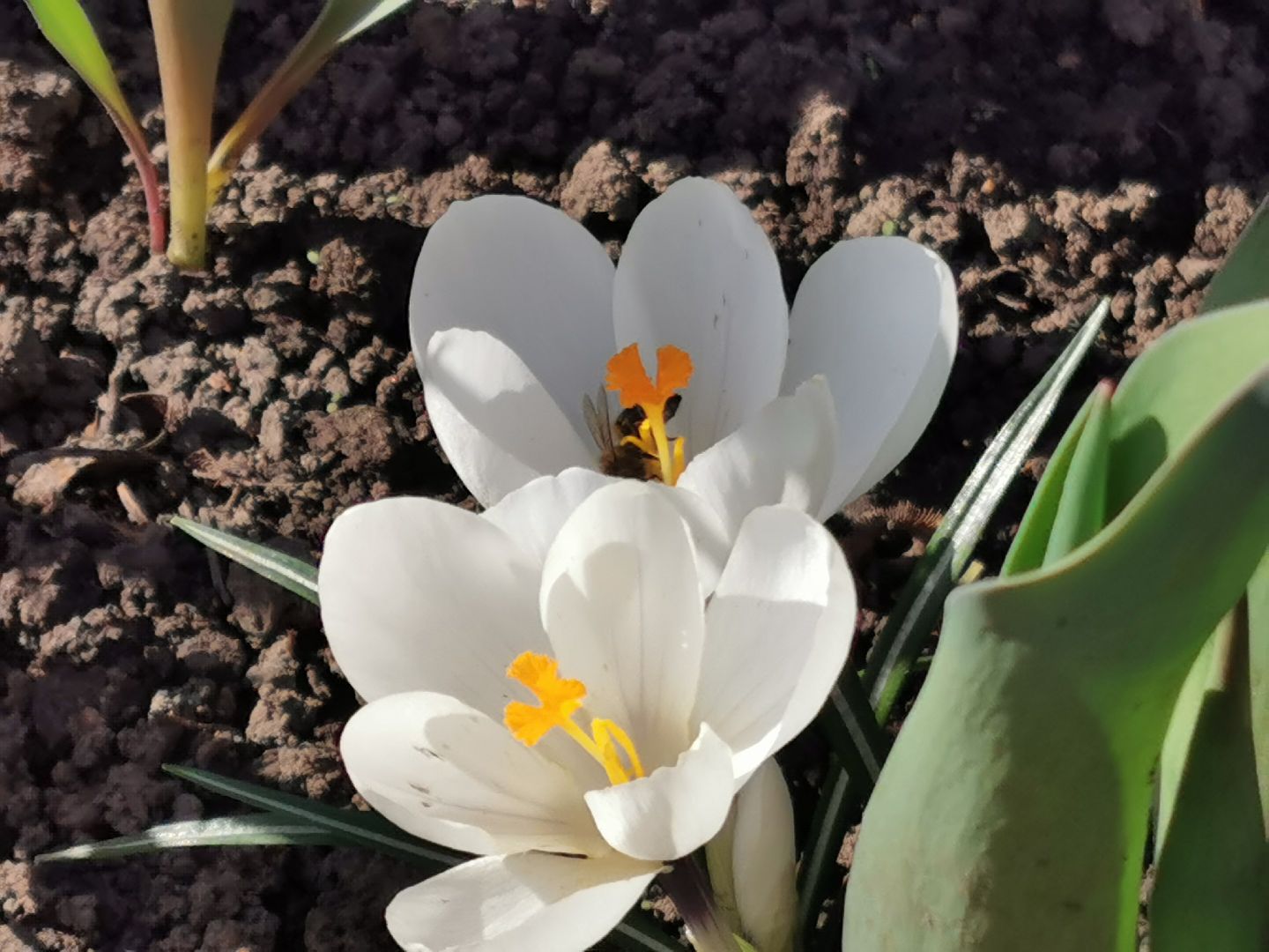 Перемены, Подольск, пчелы, весна