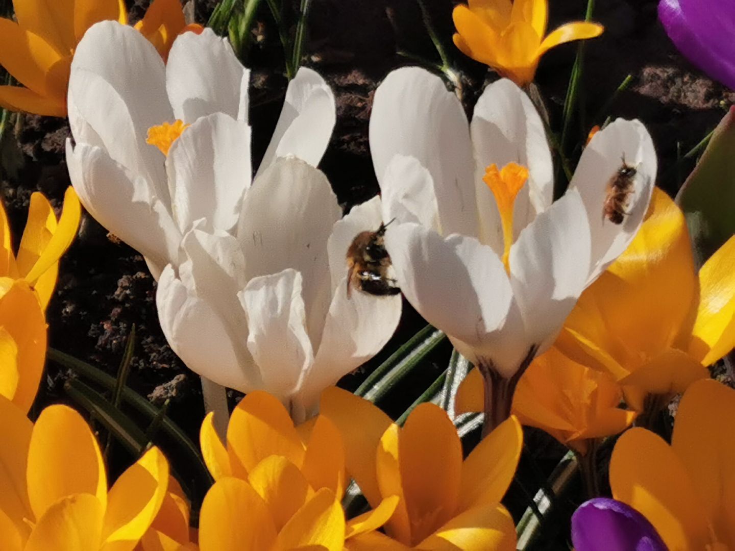 Перемены, Подольск, пчелы, весна