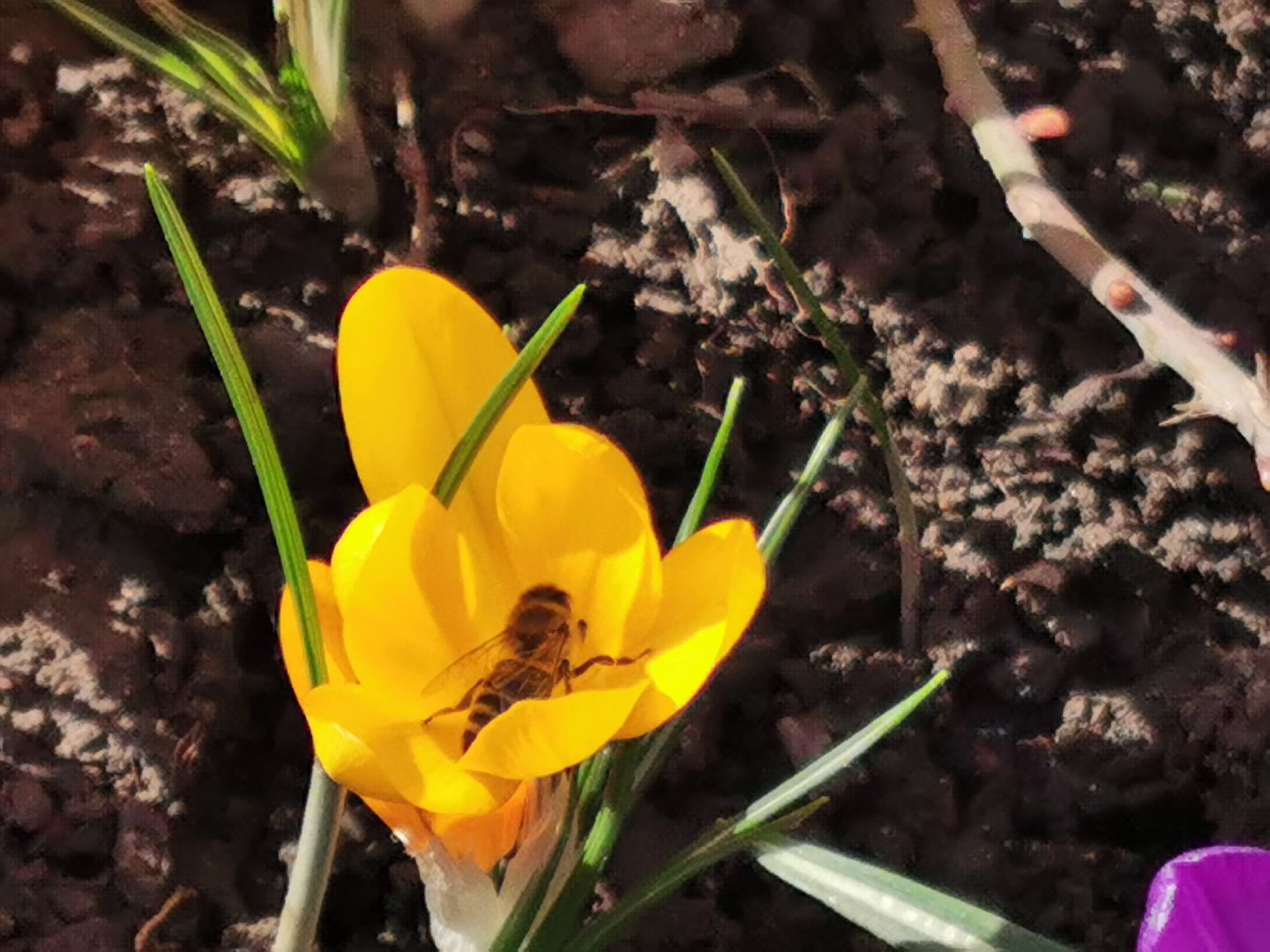 Перемены, Подольск, пчелы, весна