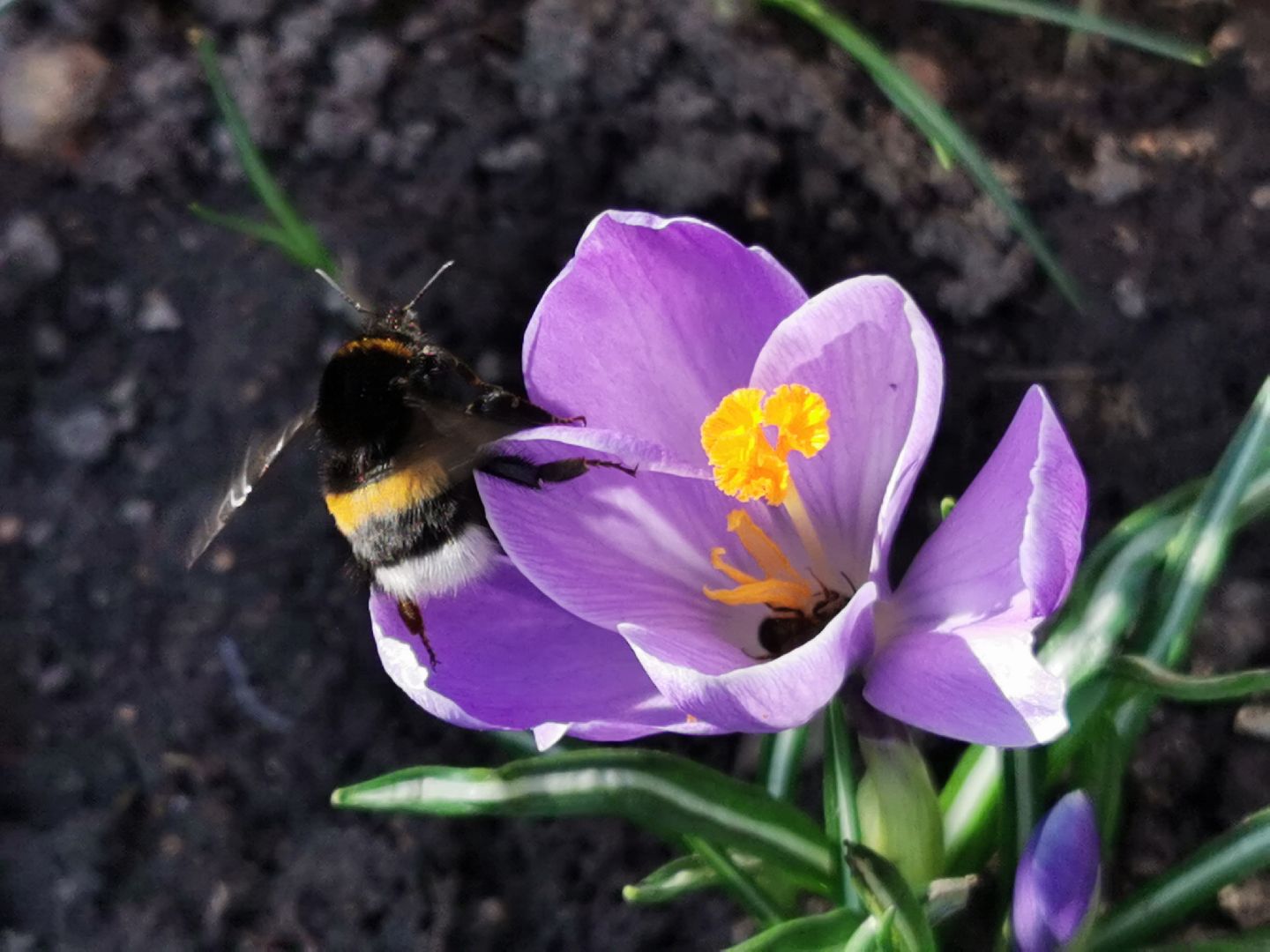 Перемены, Подольск, пчелы, весна