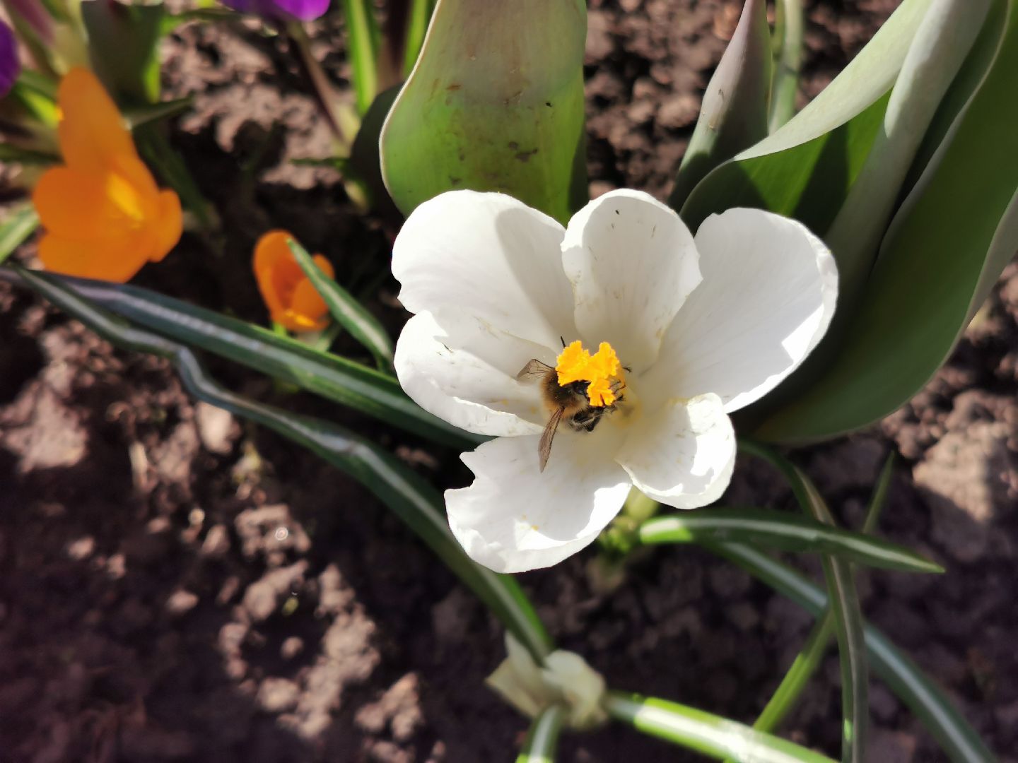 Перемены, Подольск, пчелы, весна