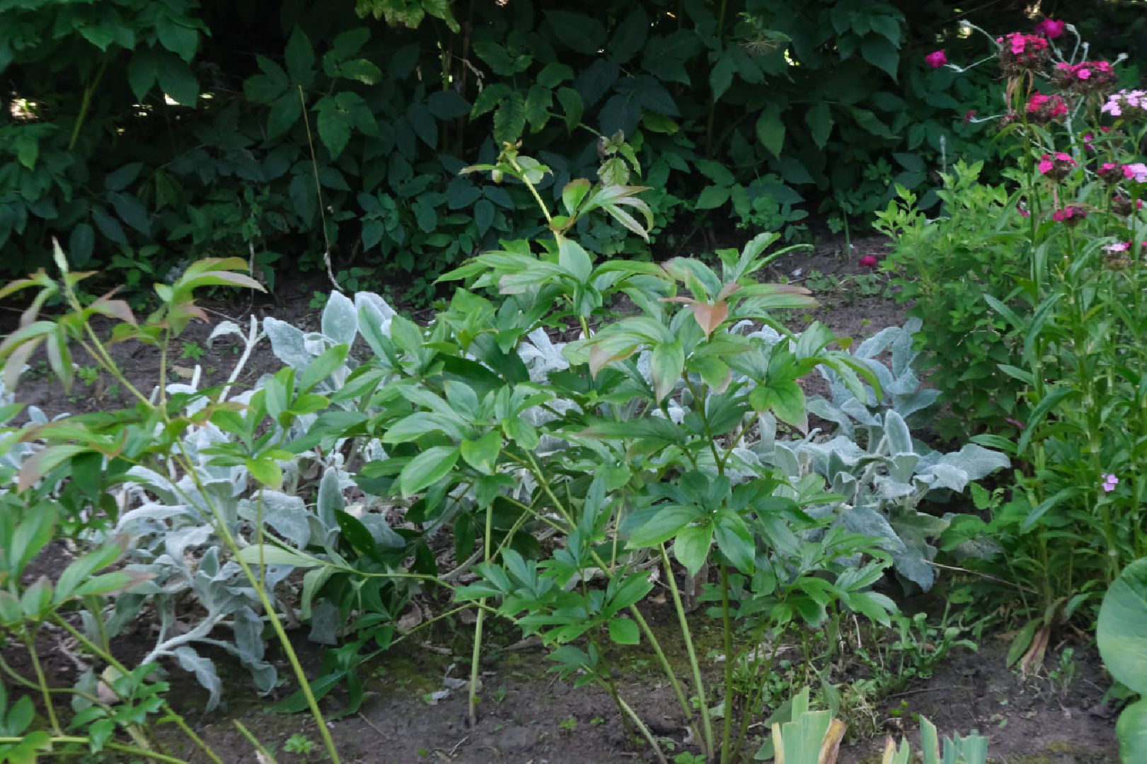 пущино, серпухов, лето в подмосковье, нко,