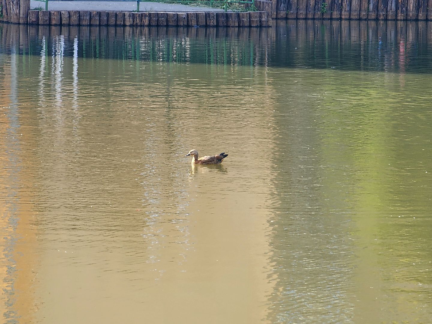 корм для уток, утки, алексеевский пруд, мытищи,