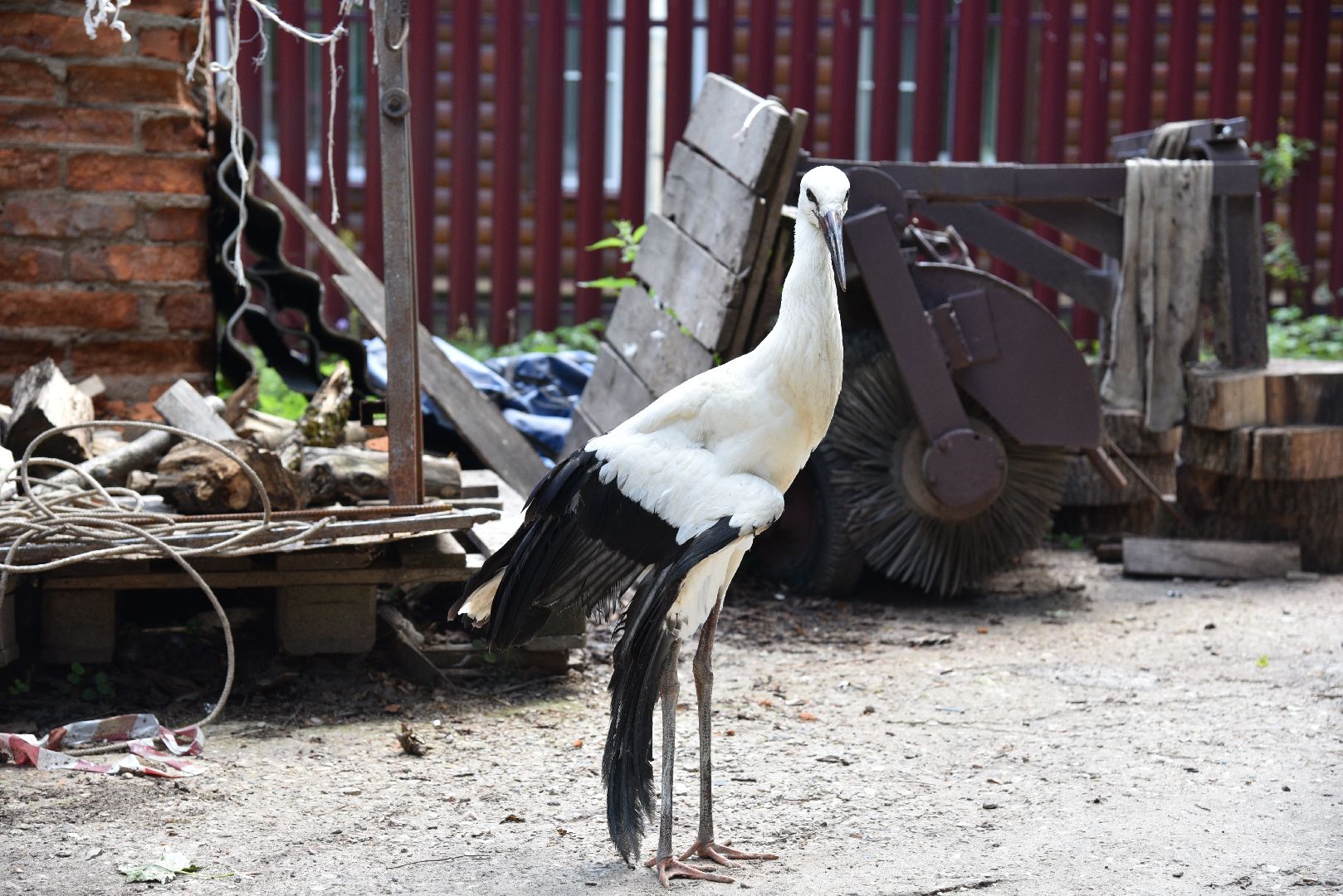 лотошино, лотошинский парк, аисты, парки подмосковья,