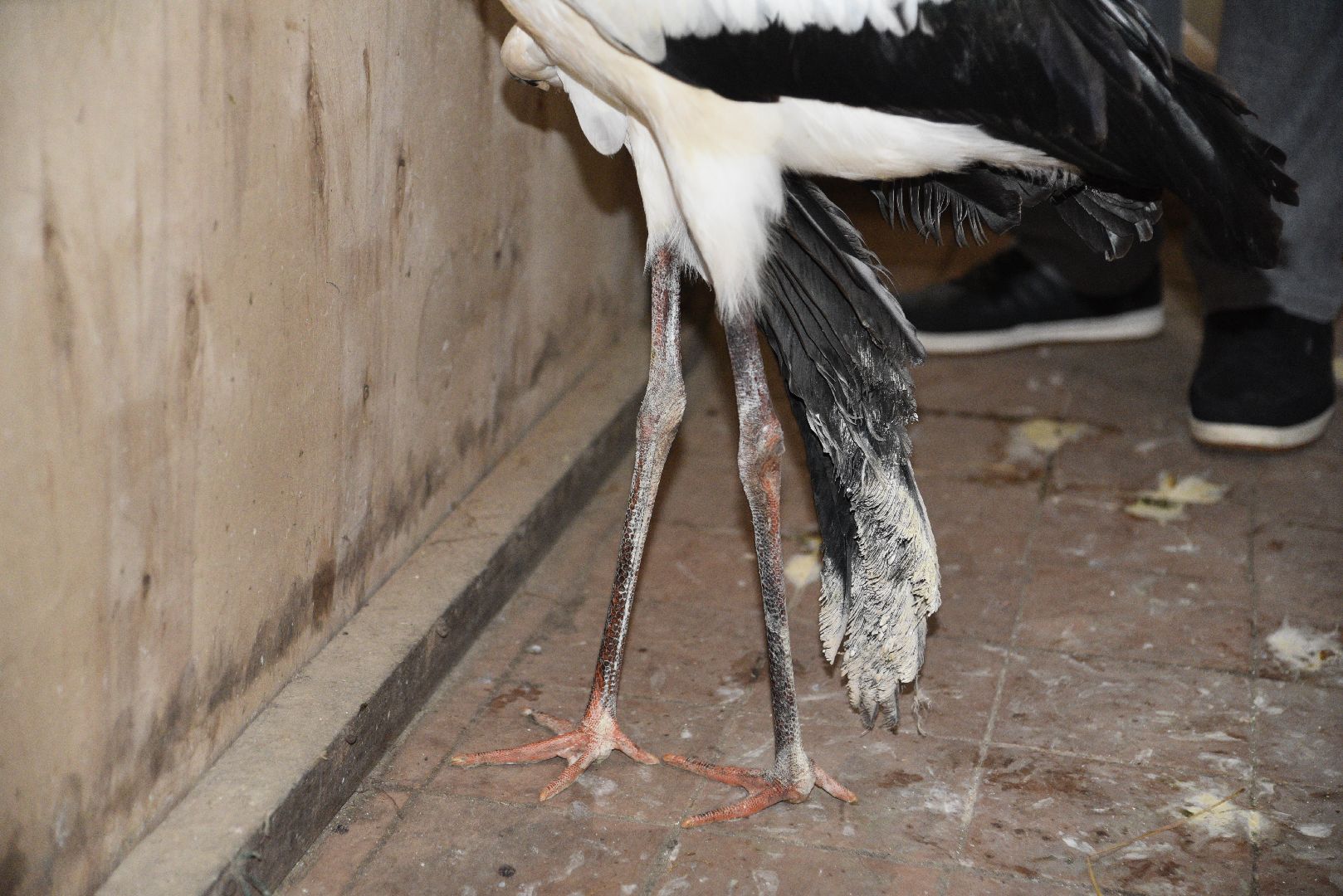 лотошино, лотошинский парк, аисты, парки подмосковья,