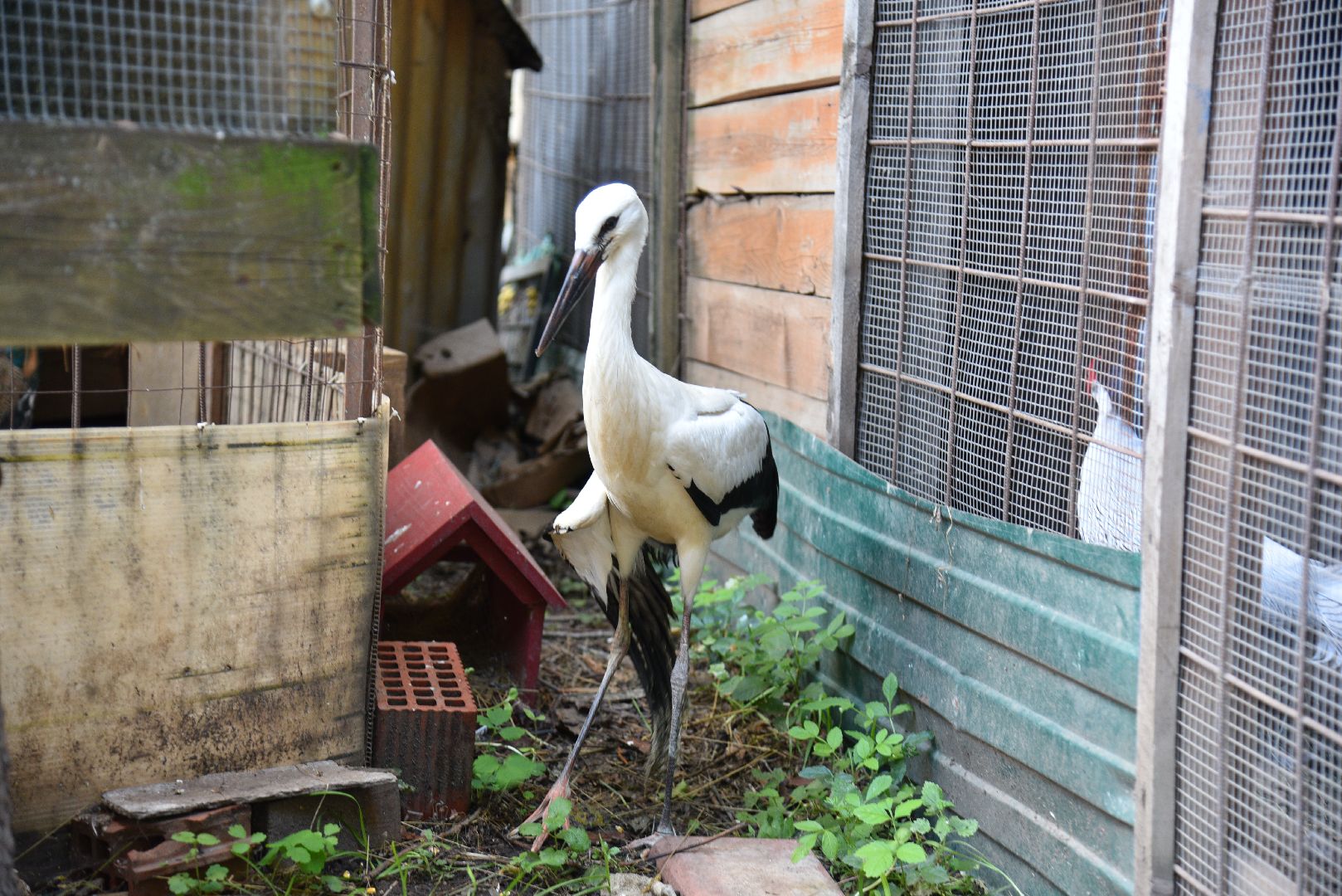 лотошино, лотошинский парк, аисты, парки подмосковья,