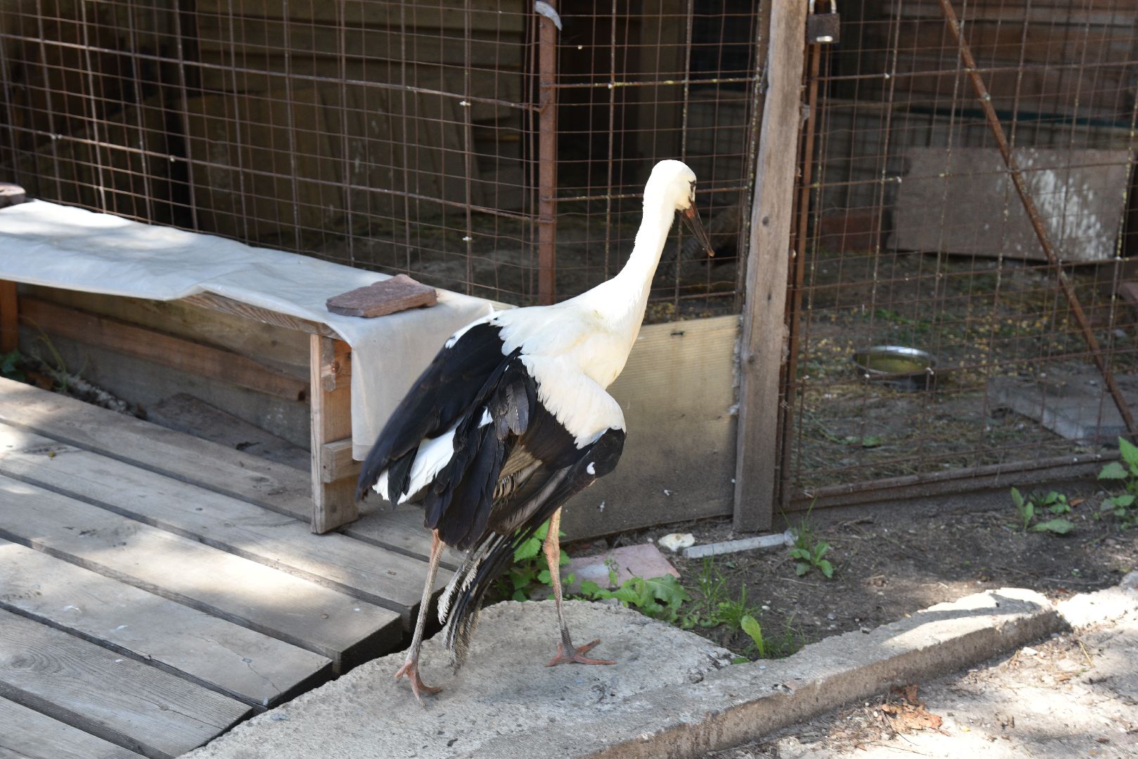 лотошино, лотошинский парк, аисты, парки подмосковья,