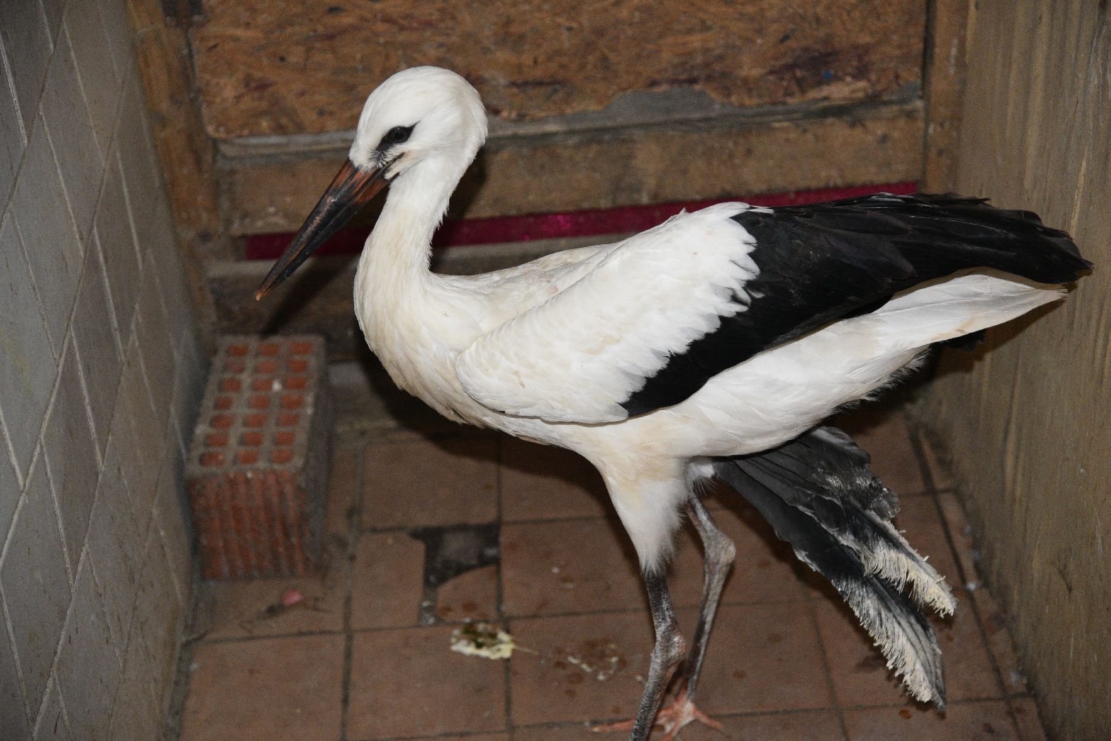 лотошино, лотошинский парк, аисты, парки подмосковья,