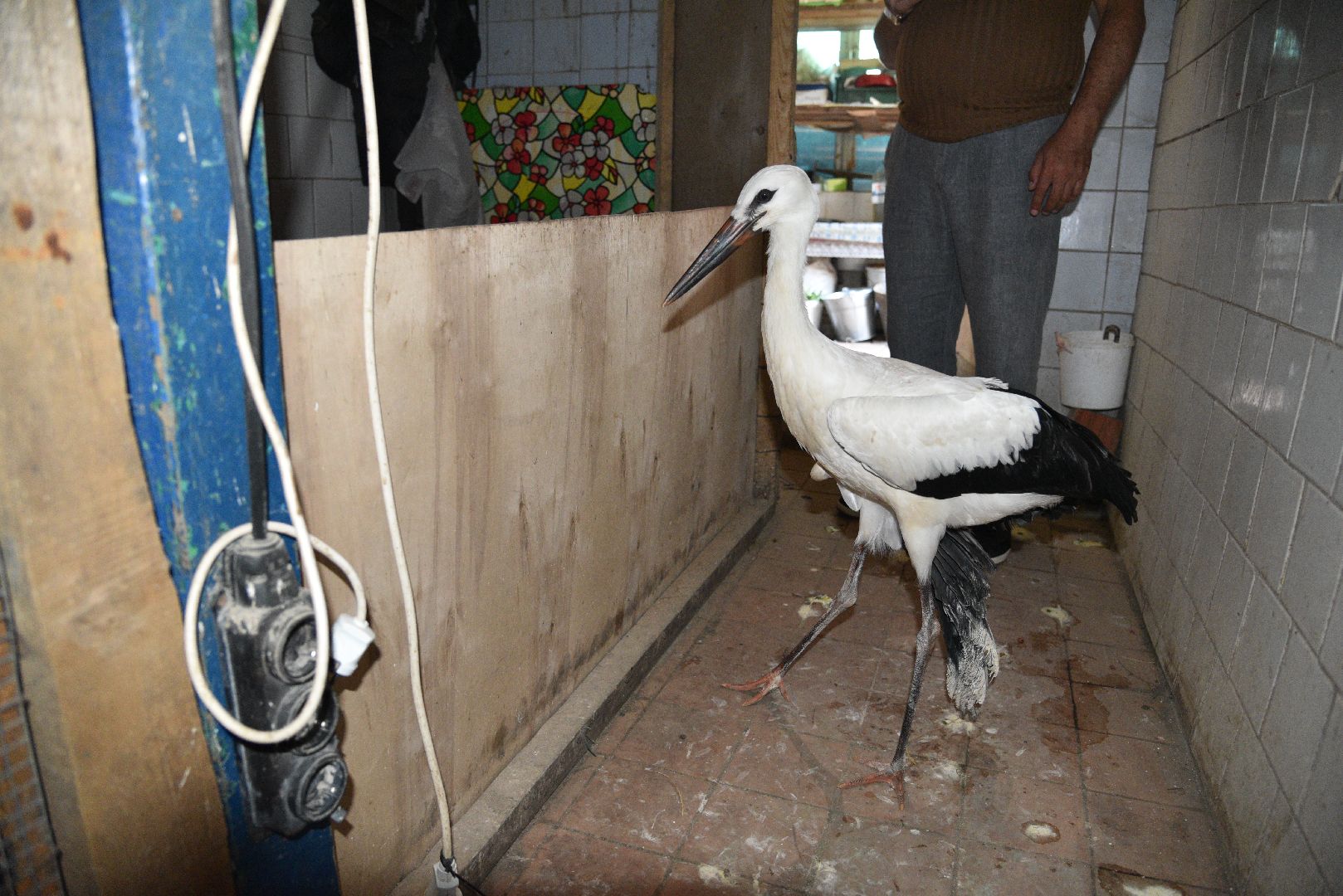 лотошино, лотошинский парк, аисты, парки подмосковья,