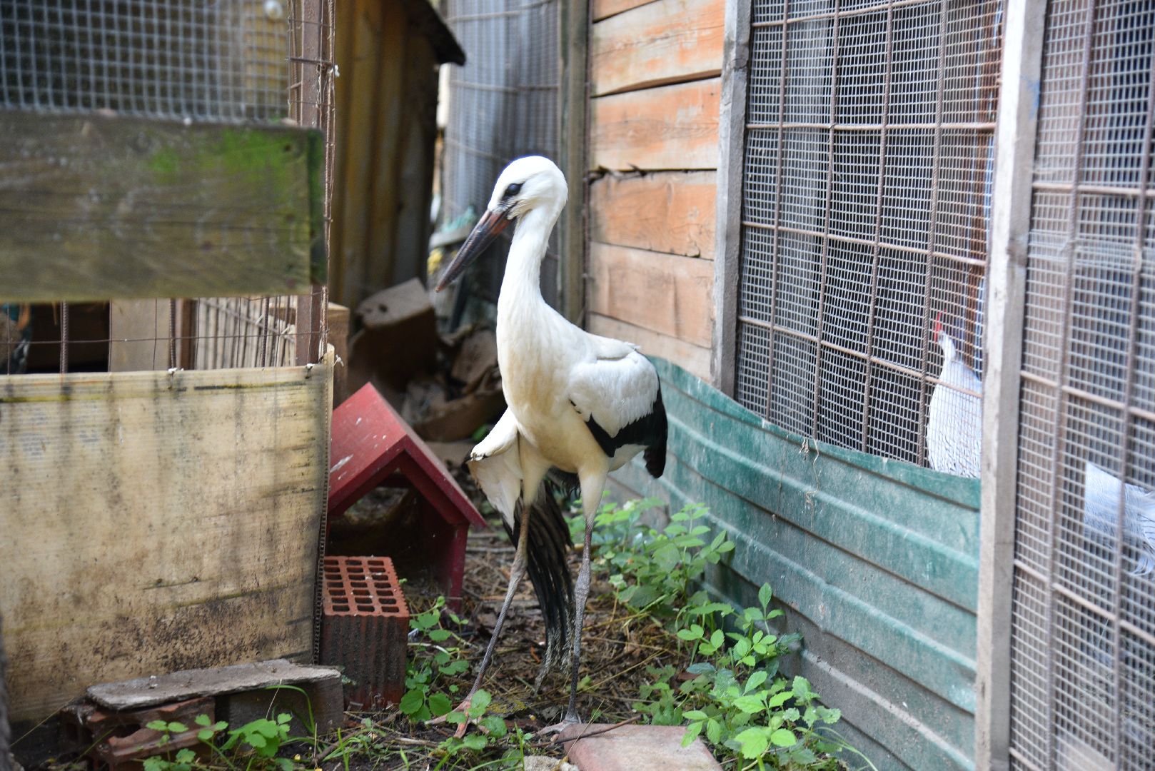 лотошино, лотошинский парк, аисты, парки подмосковья,