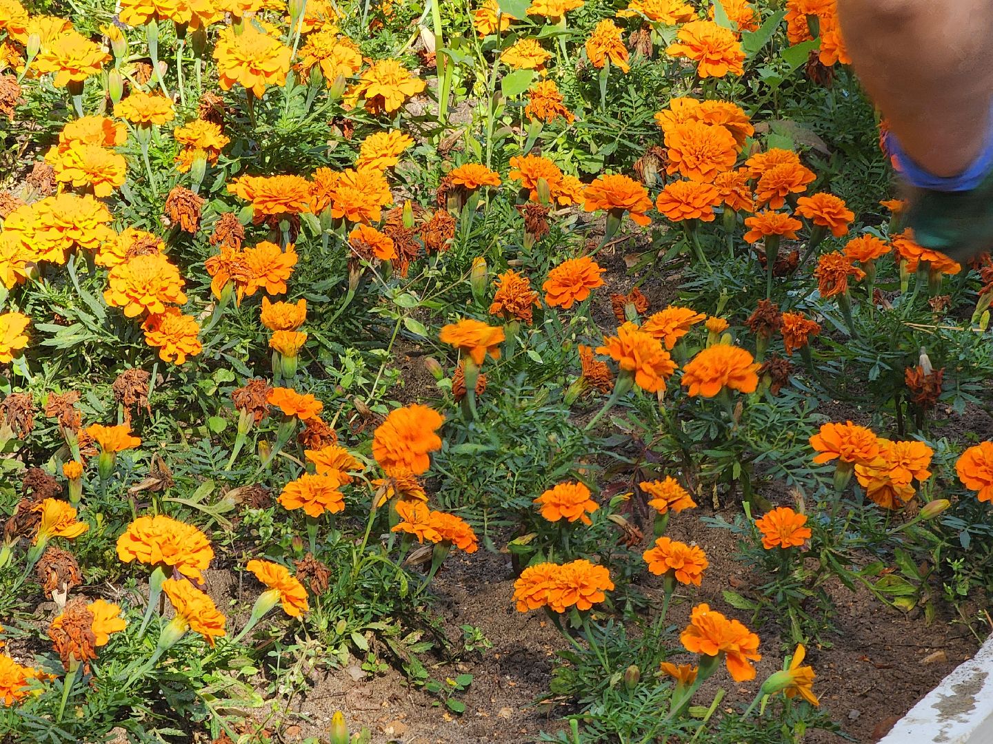 Дубна, Клумбы, Озеленители, коммунальные службы,