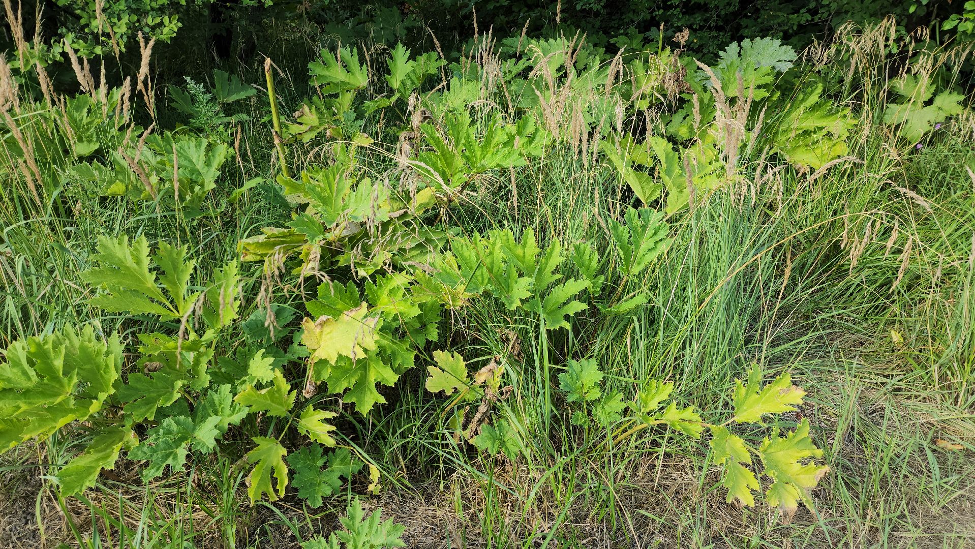 выездная администрация, выездная администрация руза, космодемьянский, борщевик сосновского, детская площадка, рузский городской округ, московская область,