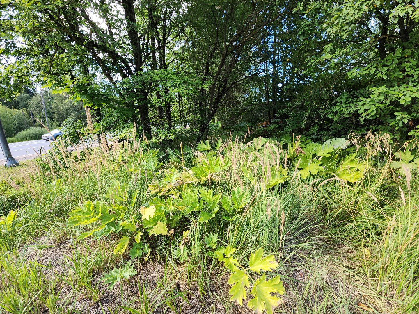 выездная администрация, выездная администрация руза, космодемьянский, борщевик сосновского, детская площадка, рузский городской округ, московская область,