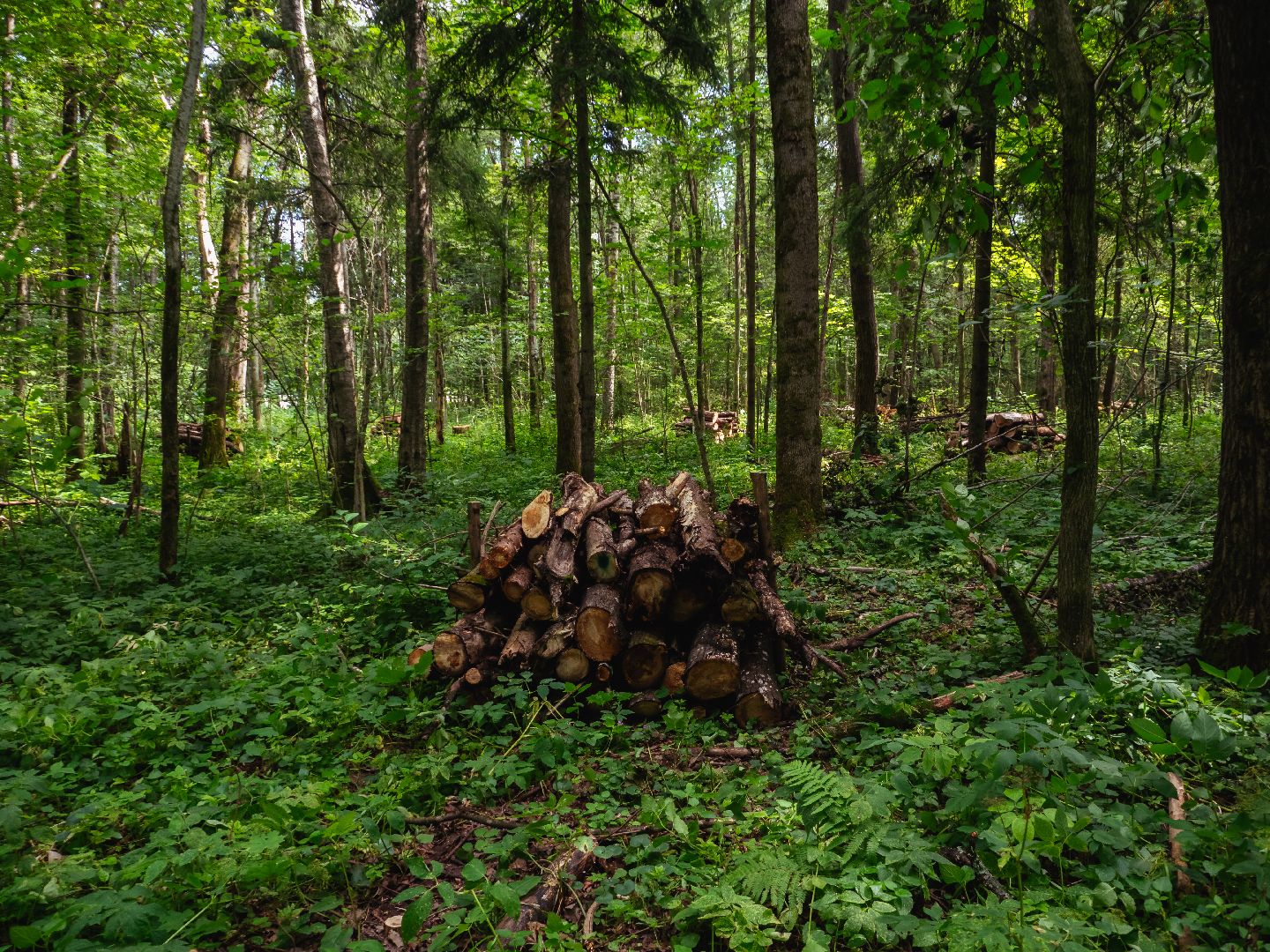 подмосковье, лесничество, экология,