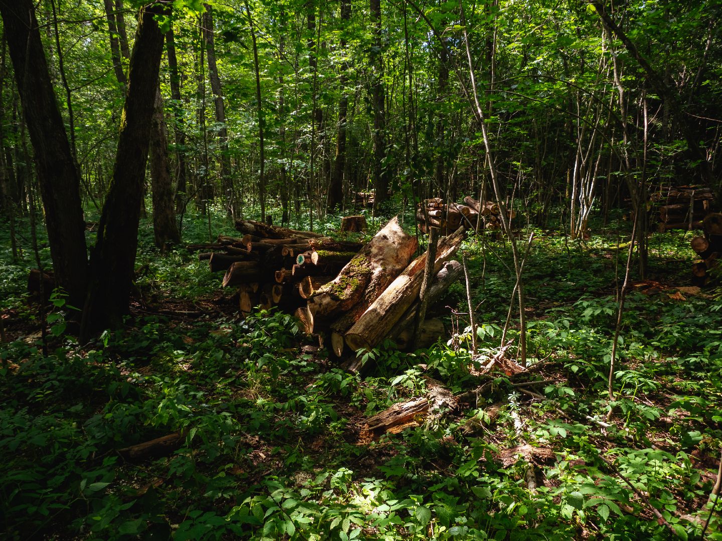 подмосковье, лесничество, экология,