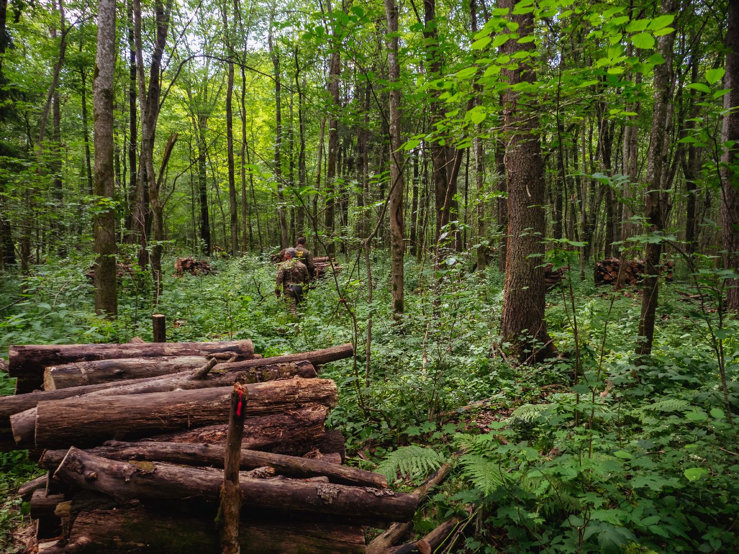 подмосковье, лесничество, экология,