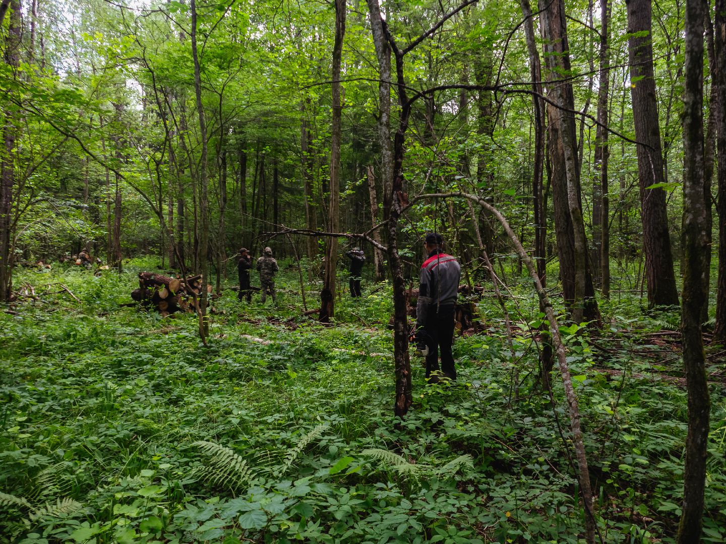 подмосковье, лесничество, экология,