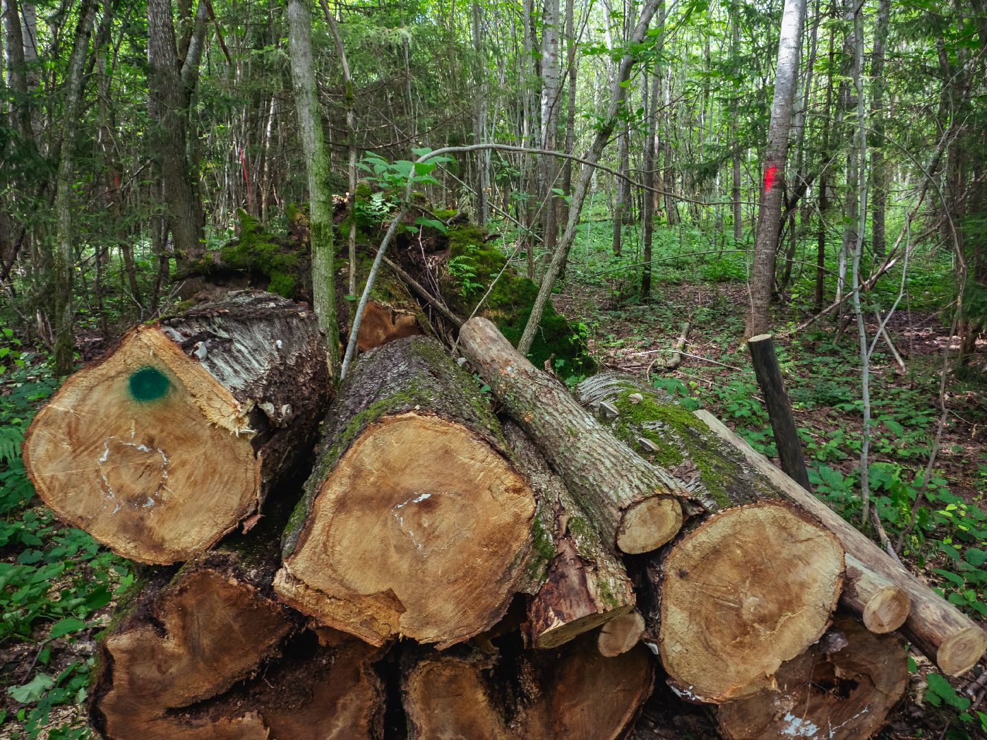 подмосковье, лесничество, экология,