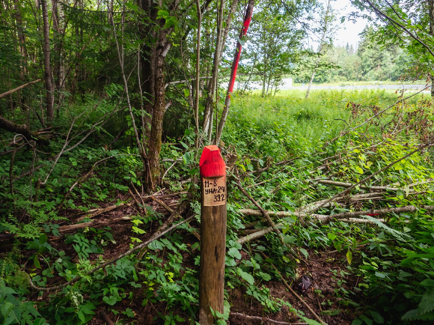 подмосковье, лесничество, экология,