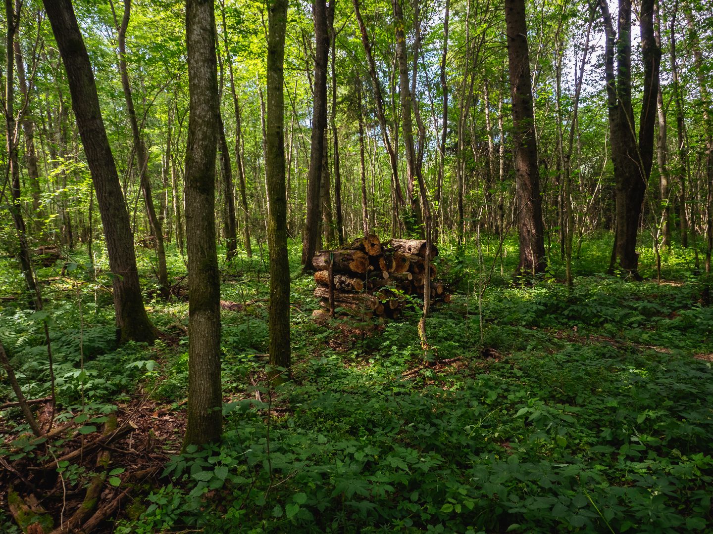 подмосковье, лесничество, экология,