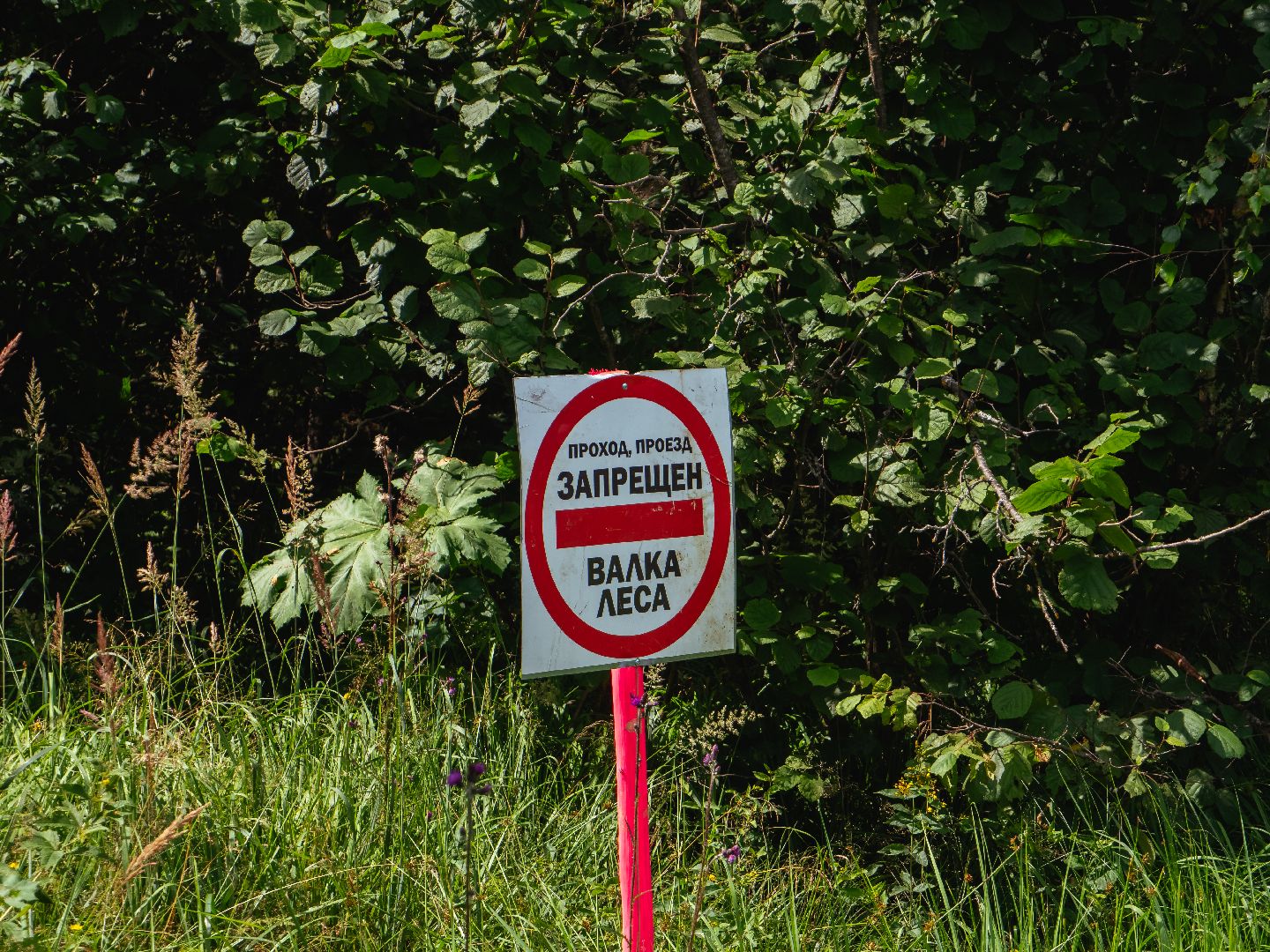 подмосковье, лесничество, экология,