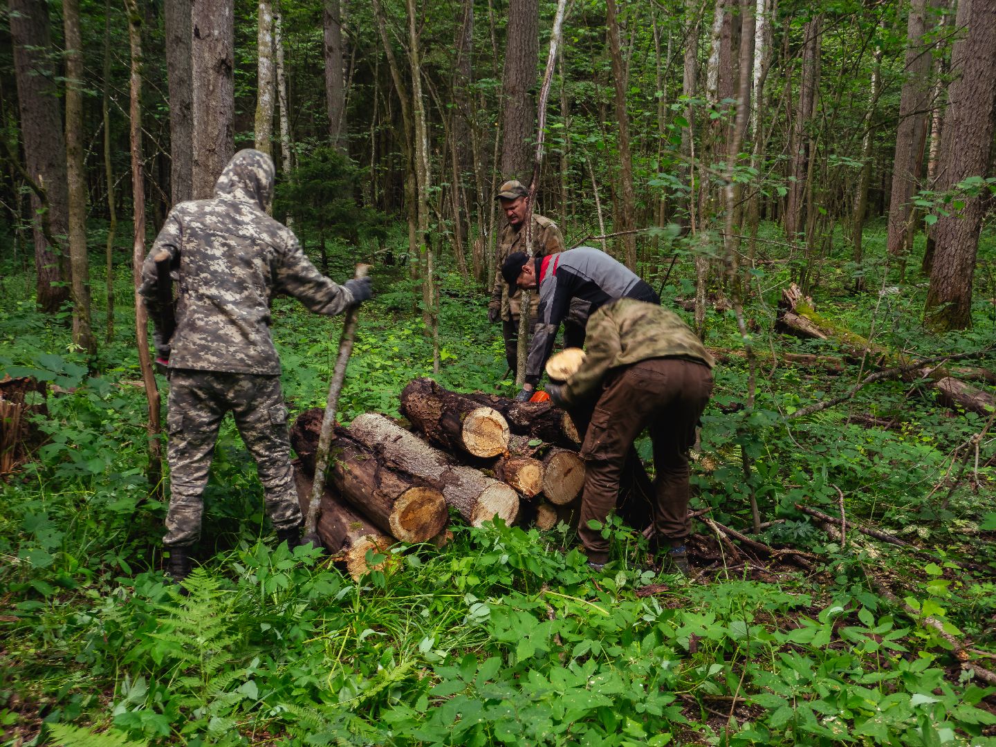 подмосковье, лесничество, экология,