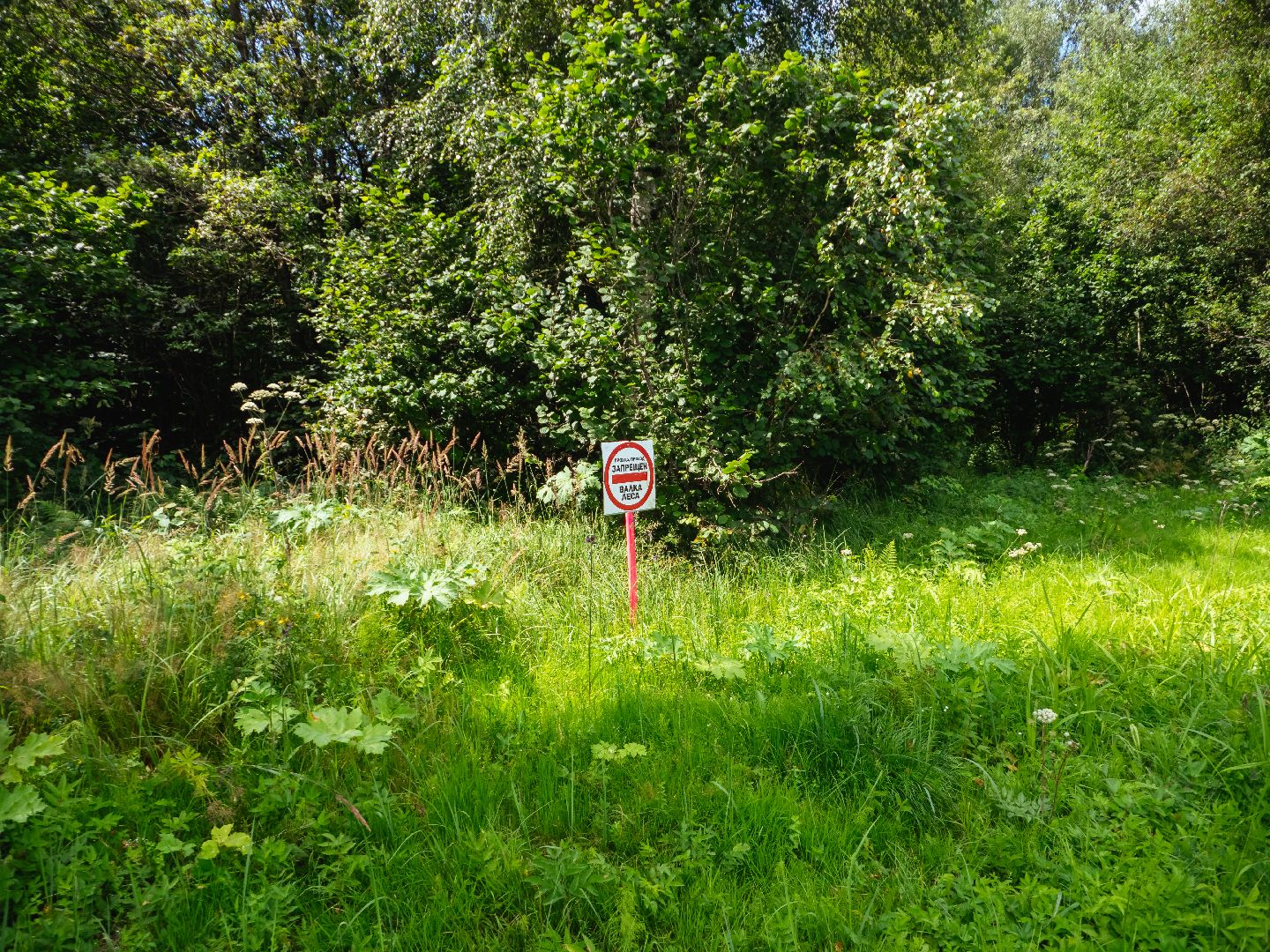 подмосковье, лесничество, экология,