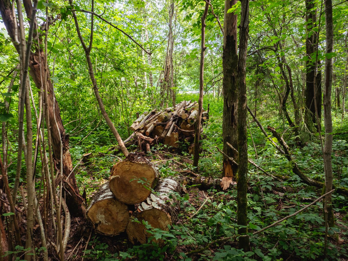 подмосковье, лесничество, экология,