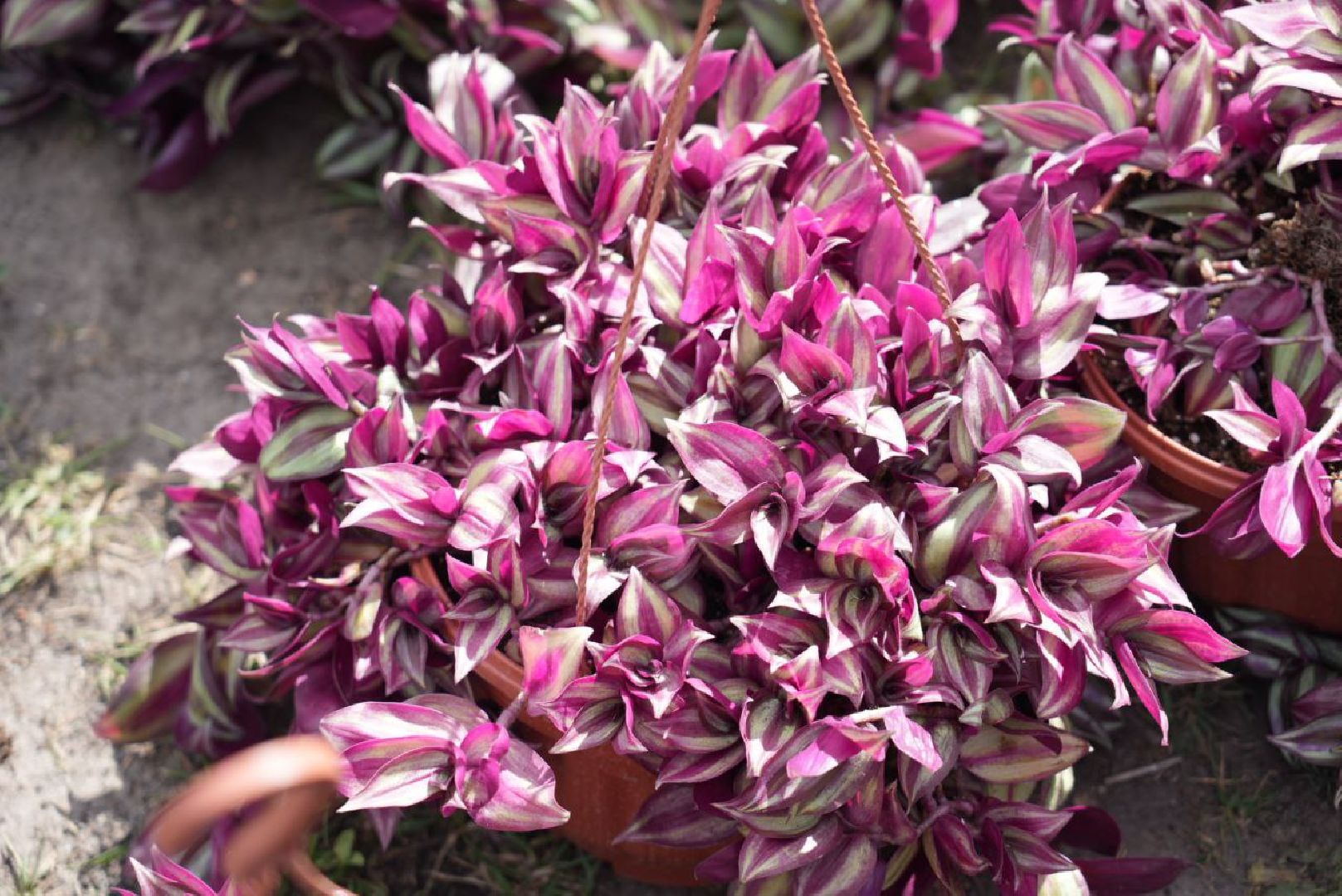 Благоустройство, Арт-объект, Цветы, Лето, Украшение города, Цветочная композиция, Живая картина,