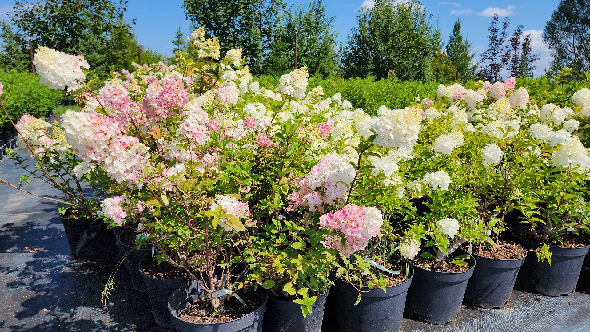 кашира, питомник Влада Ковальчука, многолетние растения, цветы, хвойные растения, озеленение города, лес победы, чубушник,