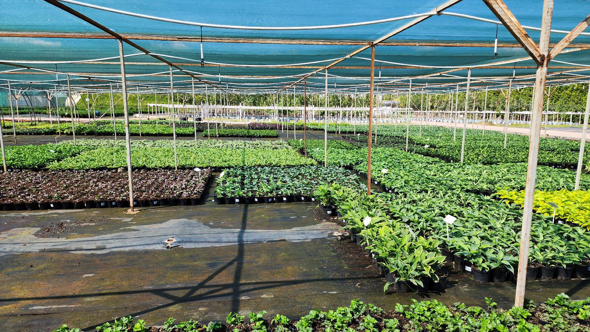 кашира, питомник Влада Ковальчука, многолетние растения, цветы, хвойные растения, озеленение города, лес победы, чубушник,