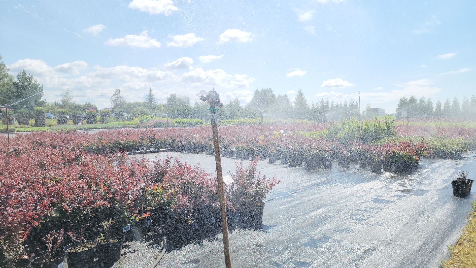 кашира, питомник Влада Ковальчука, многолетние растения, цветы, хвойные растения, озеленение города, лес победы, чубушник,