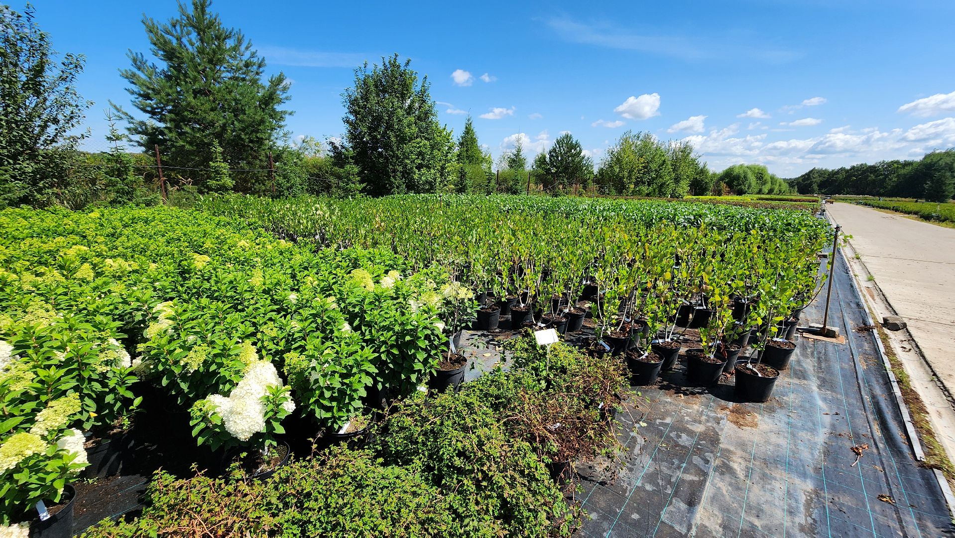 кашира, питомник Влада Ковальчука, многолетние растения, цветы, хвойные растения, озеленение города, лес победы, чубушник,