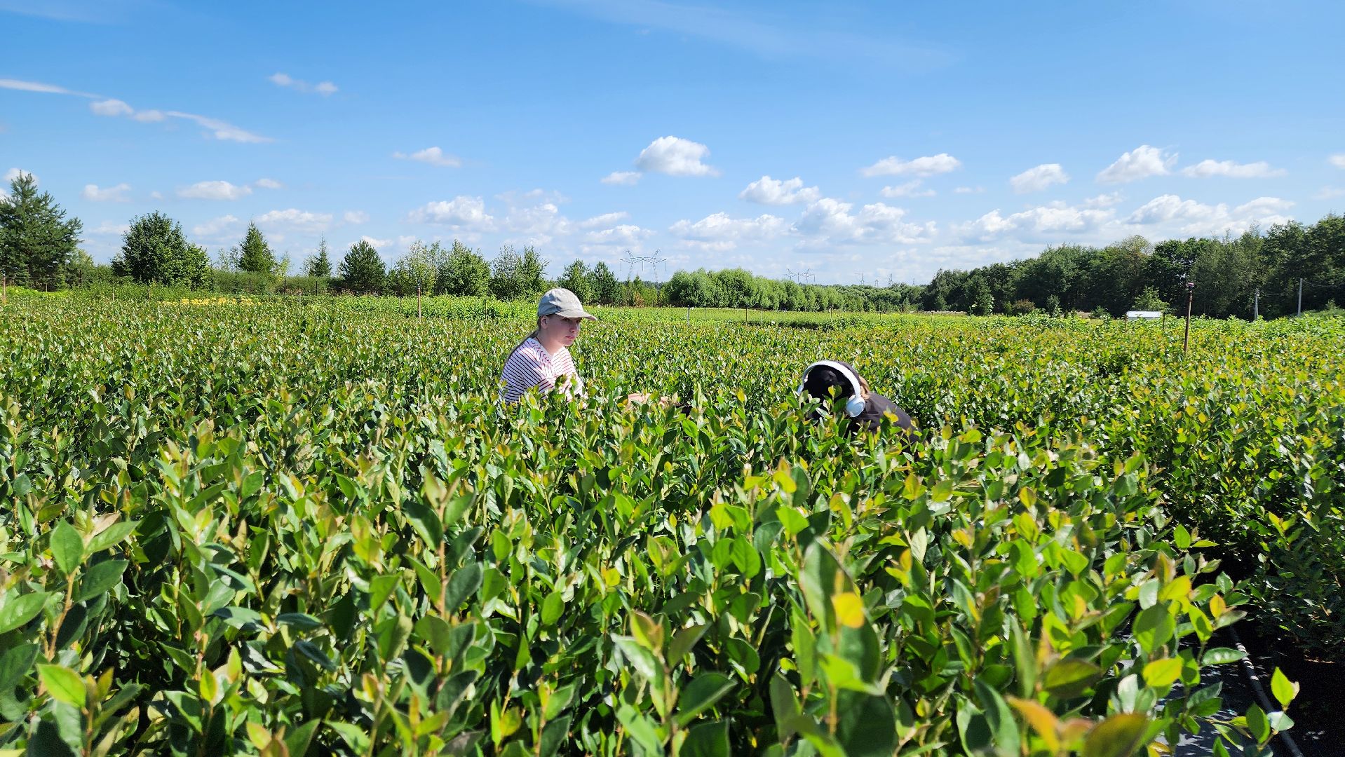 кашира, питомник Влада Ковальчука, многолетние растения, цветы, хвойные растения, озеленение города, лес победы, чубушник,