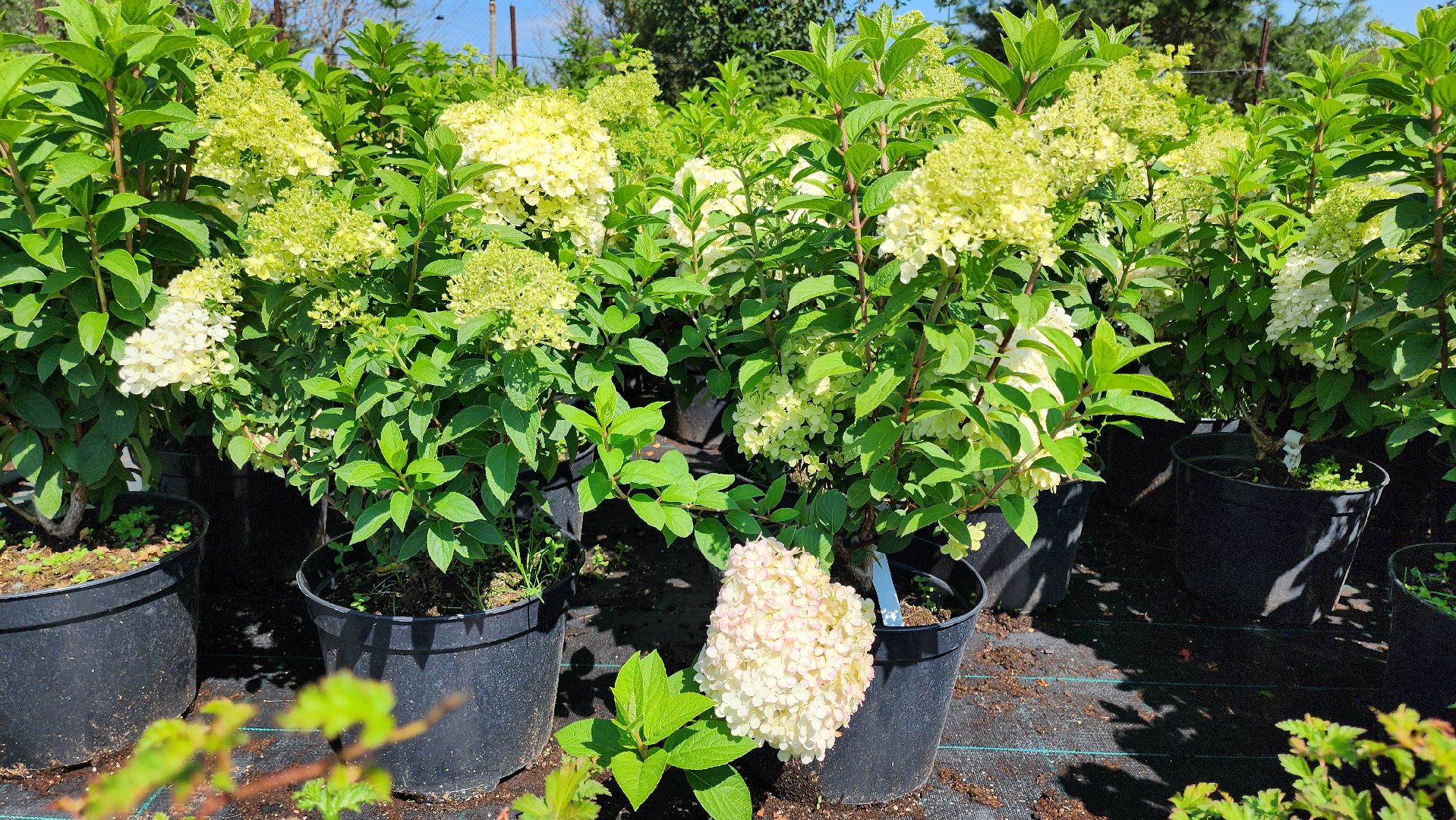 кашира, питомник Влада Ковальчука, многолетние растения, цветы, хвойные растения, озеленение города, лес победы, чубушник,